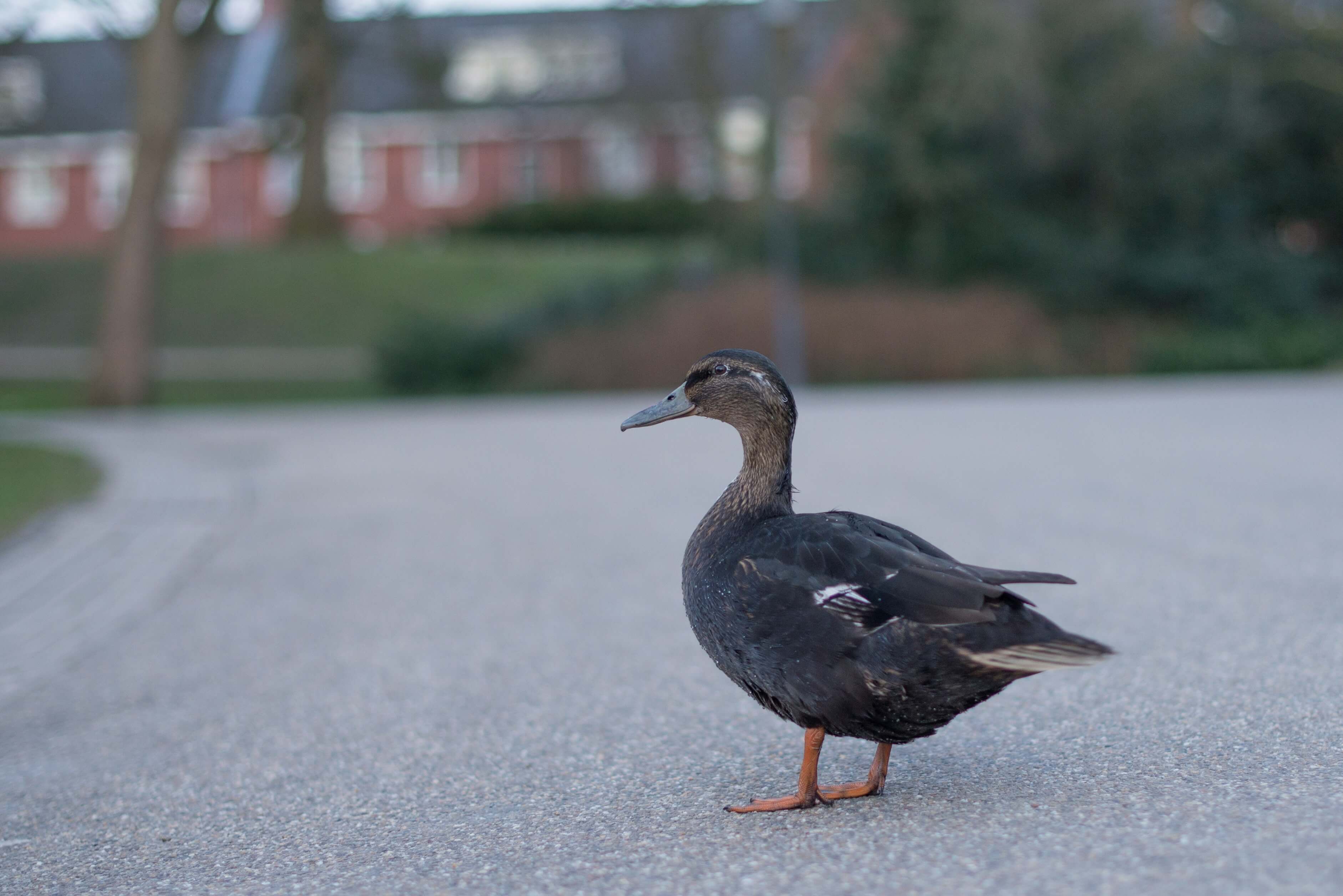 Tips for Keeping Geese Out of Your Corporate Parking Lot