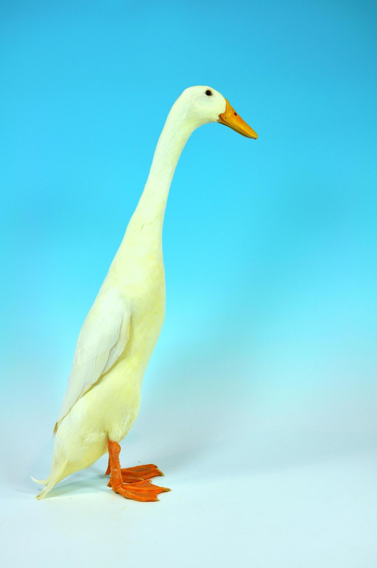 The UK's finest ducks and geese to be exhibited in Stroud | Stroud ...