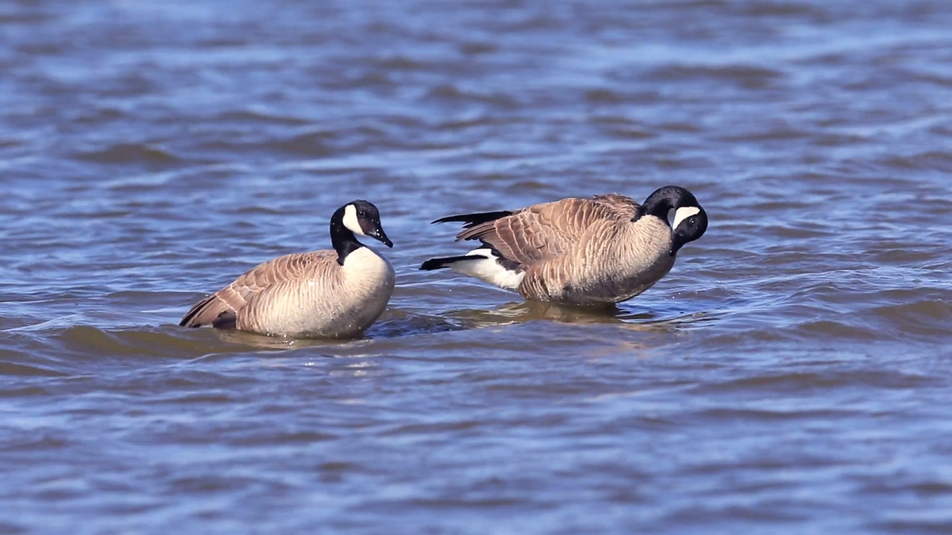 Pair of Canada Geese Washing and Preening Themselves on a Deep Blue ...