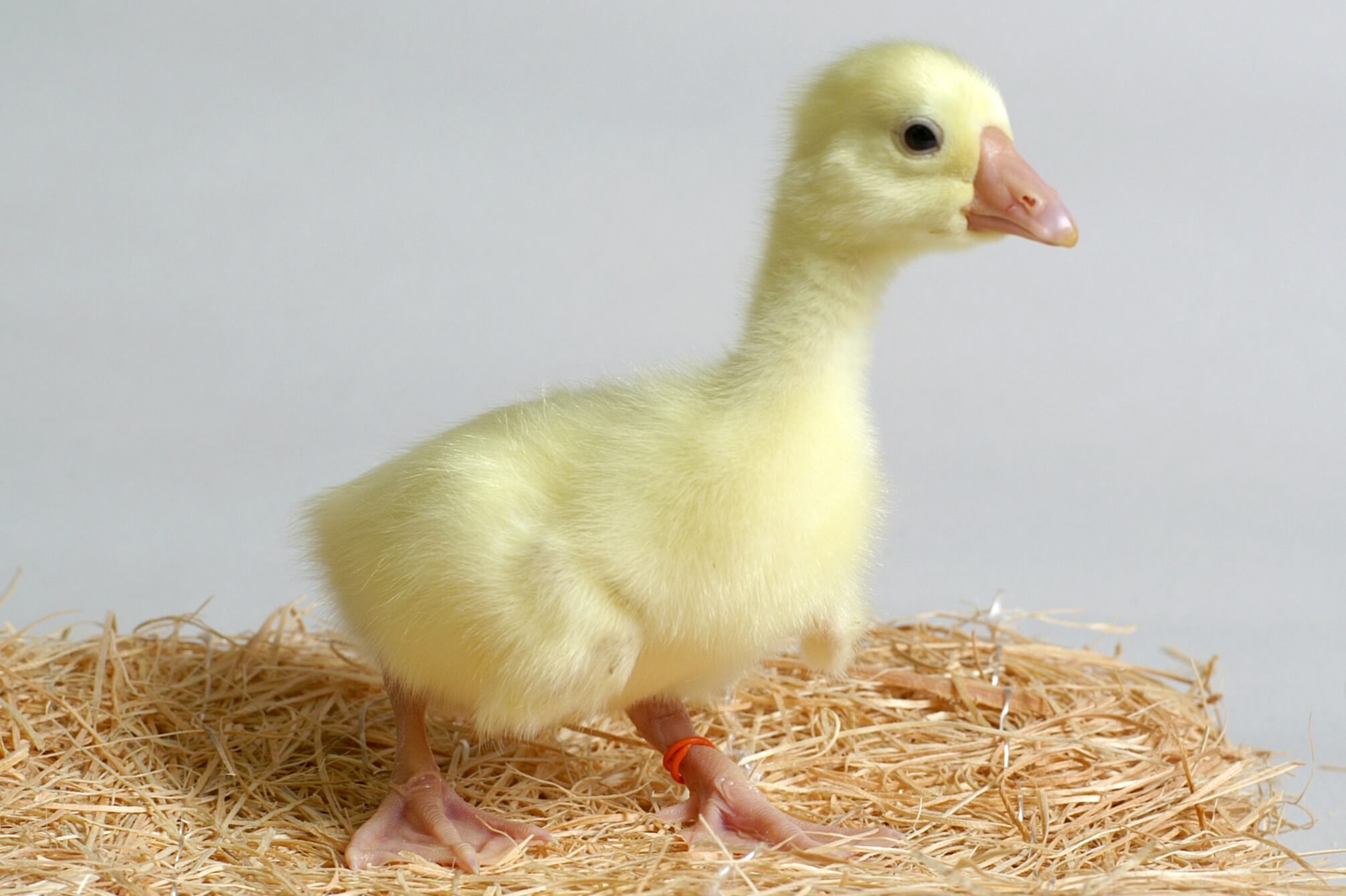 White Chinese Geese | Purely Poultry