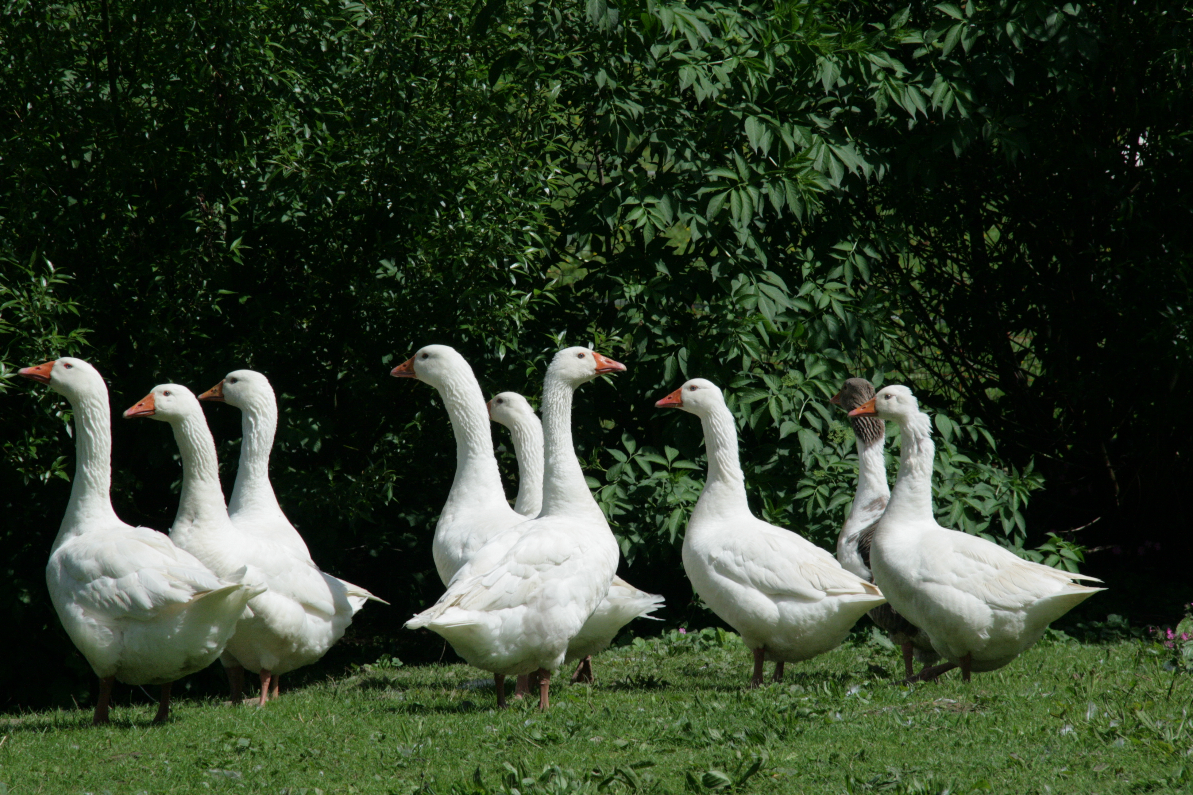 10 amazing facts about geese