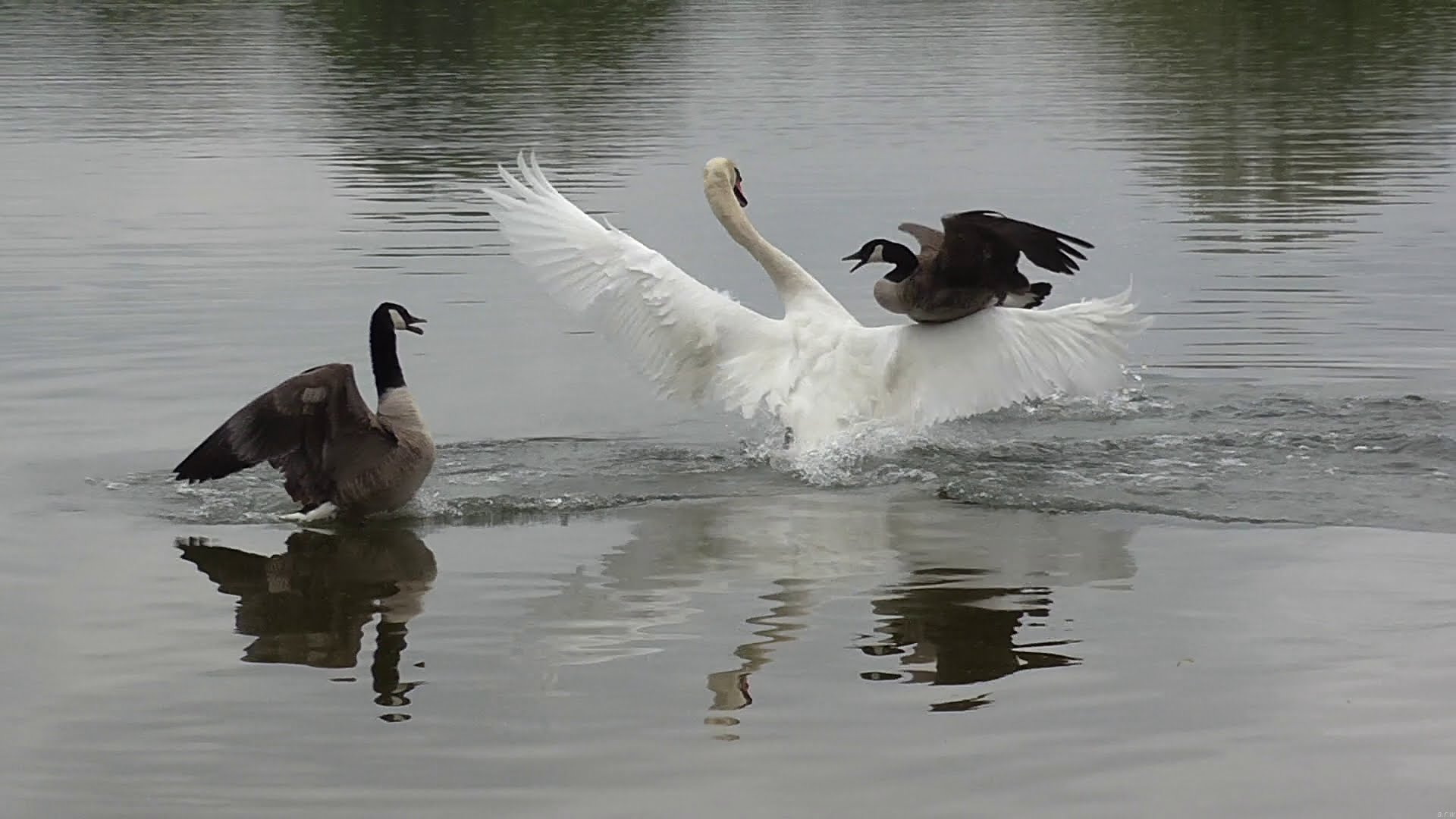 Swan attack ! Geese protect their chicks. - YouTube