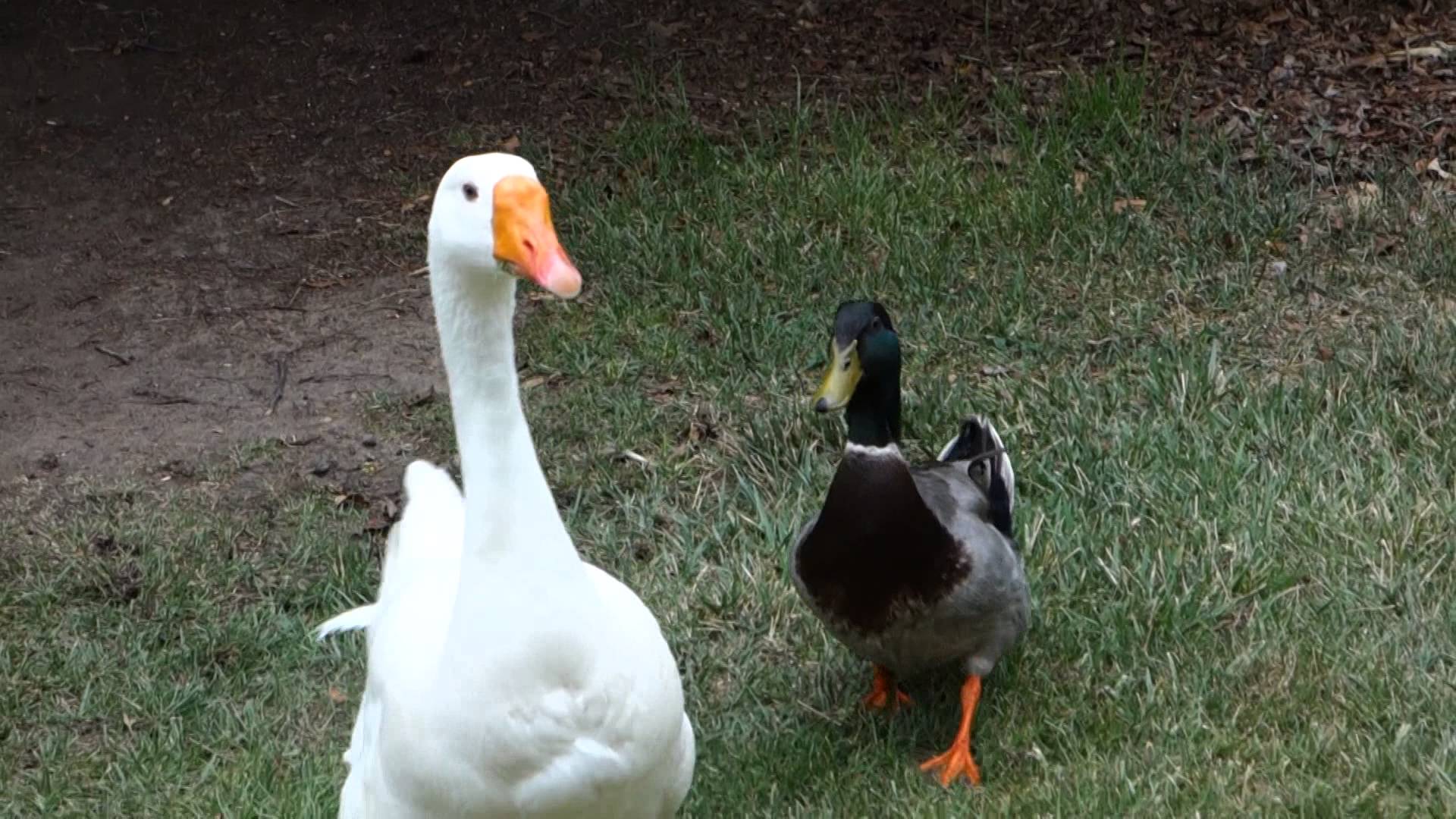 Unlikely Animal Friends a Goose and Duck Hang Out and Talk - YouTube