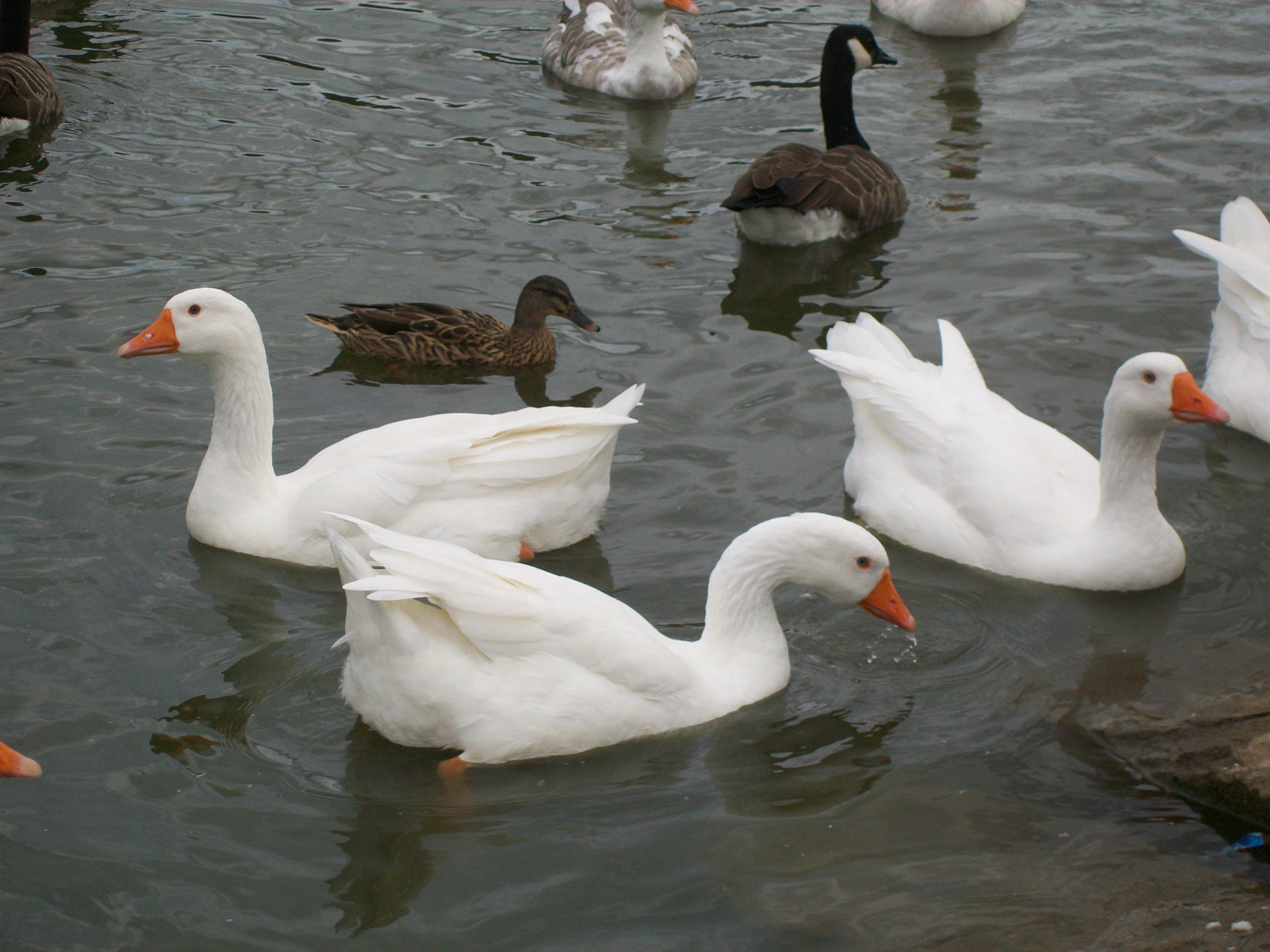 File:Ducks and geese (3855500213).jpg - Wikimedia Commons