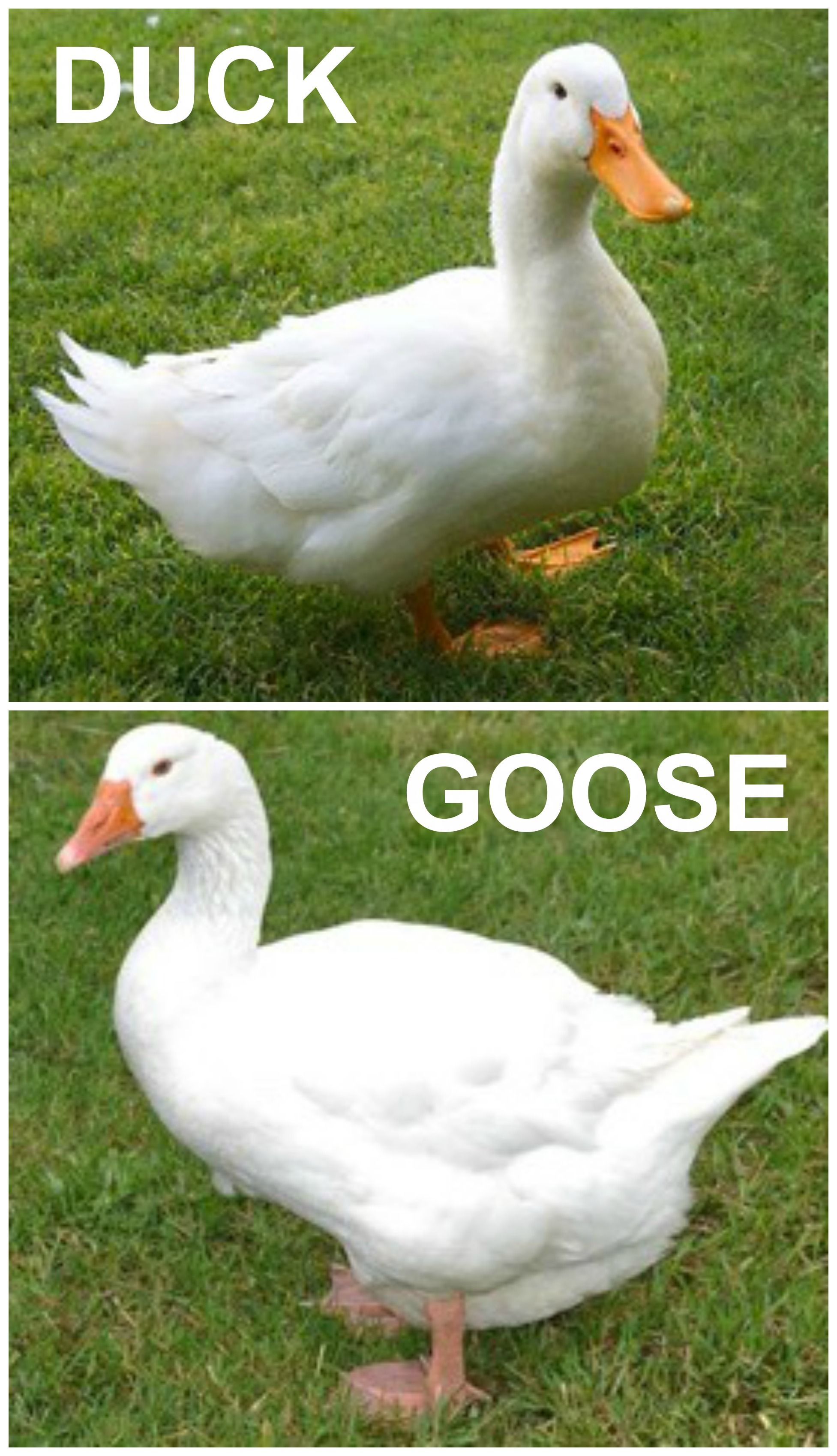 Is it a duck or a goose? -U can tell since the duck is as evil as an ...