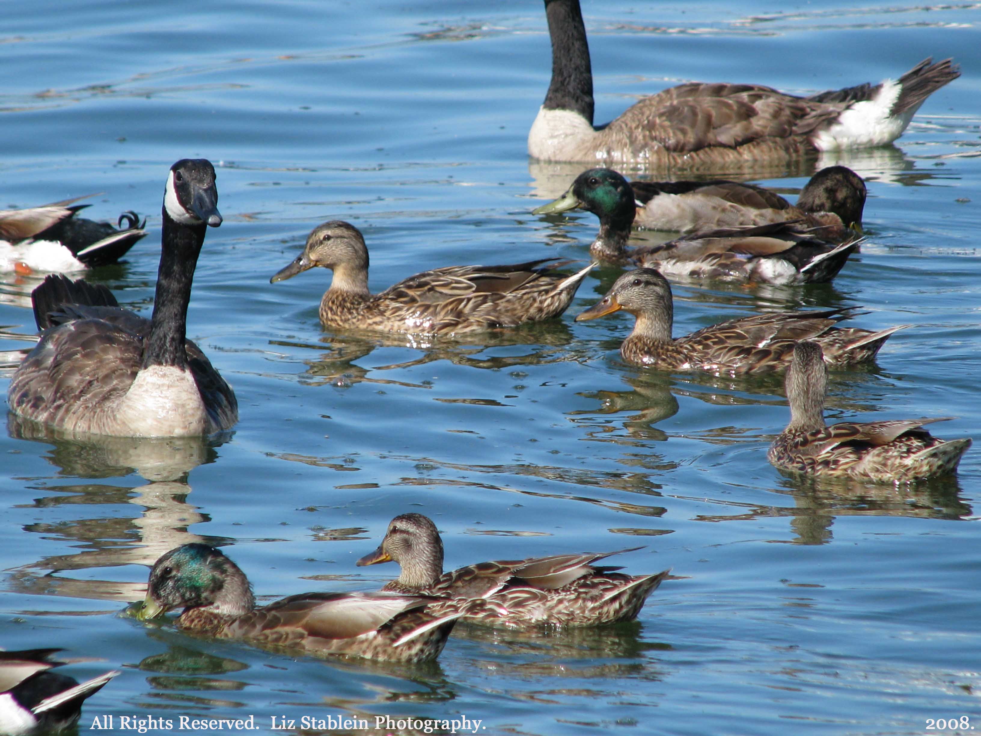 Ducks and Geese in Erie | Eilzabeth Ladd's Photos