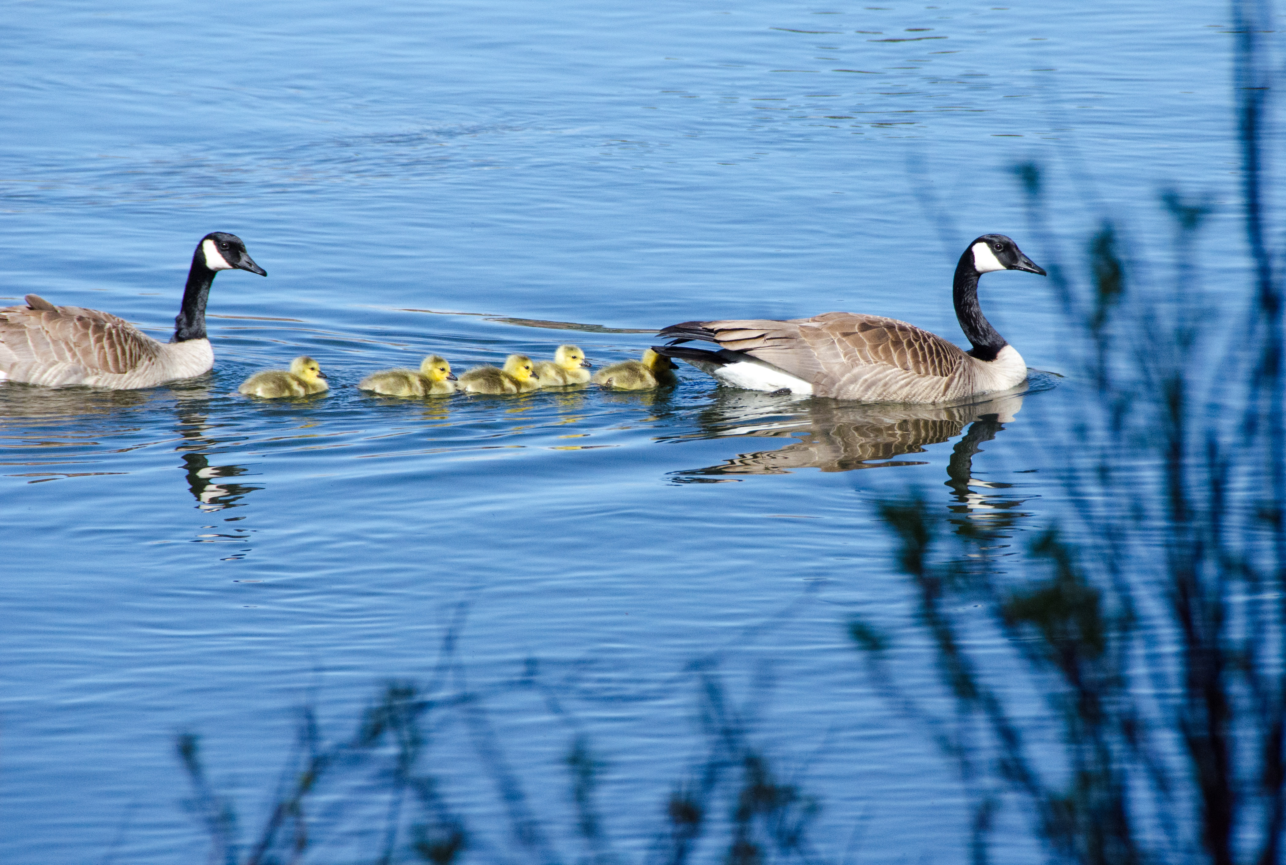 geese – Mirror Pond