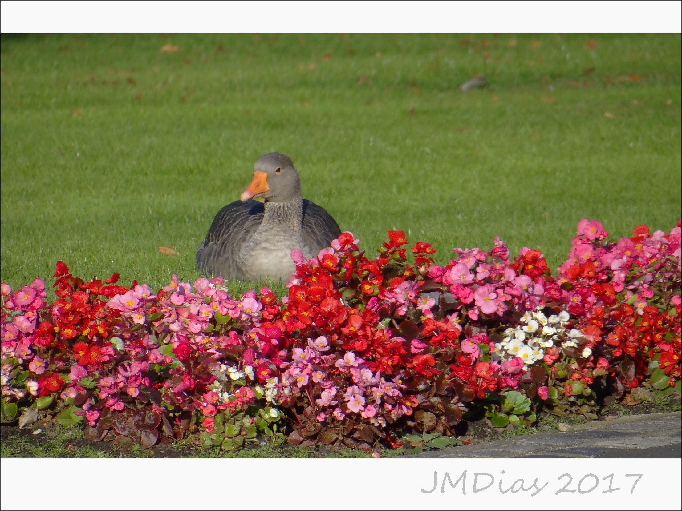 Geese flower photo