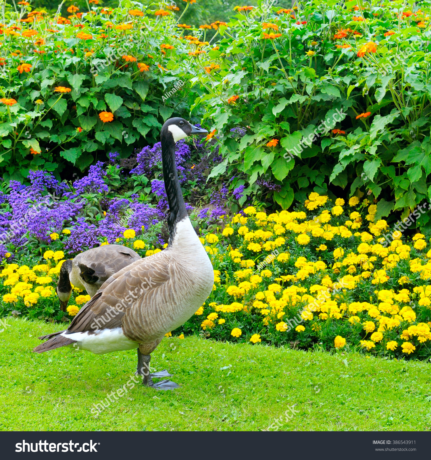 Geese Background Flower Bed Stock Photo 386543911 - Shutterstock
