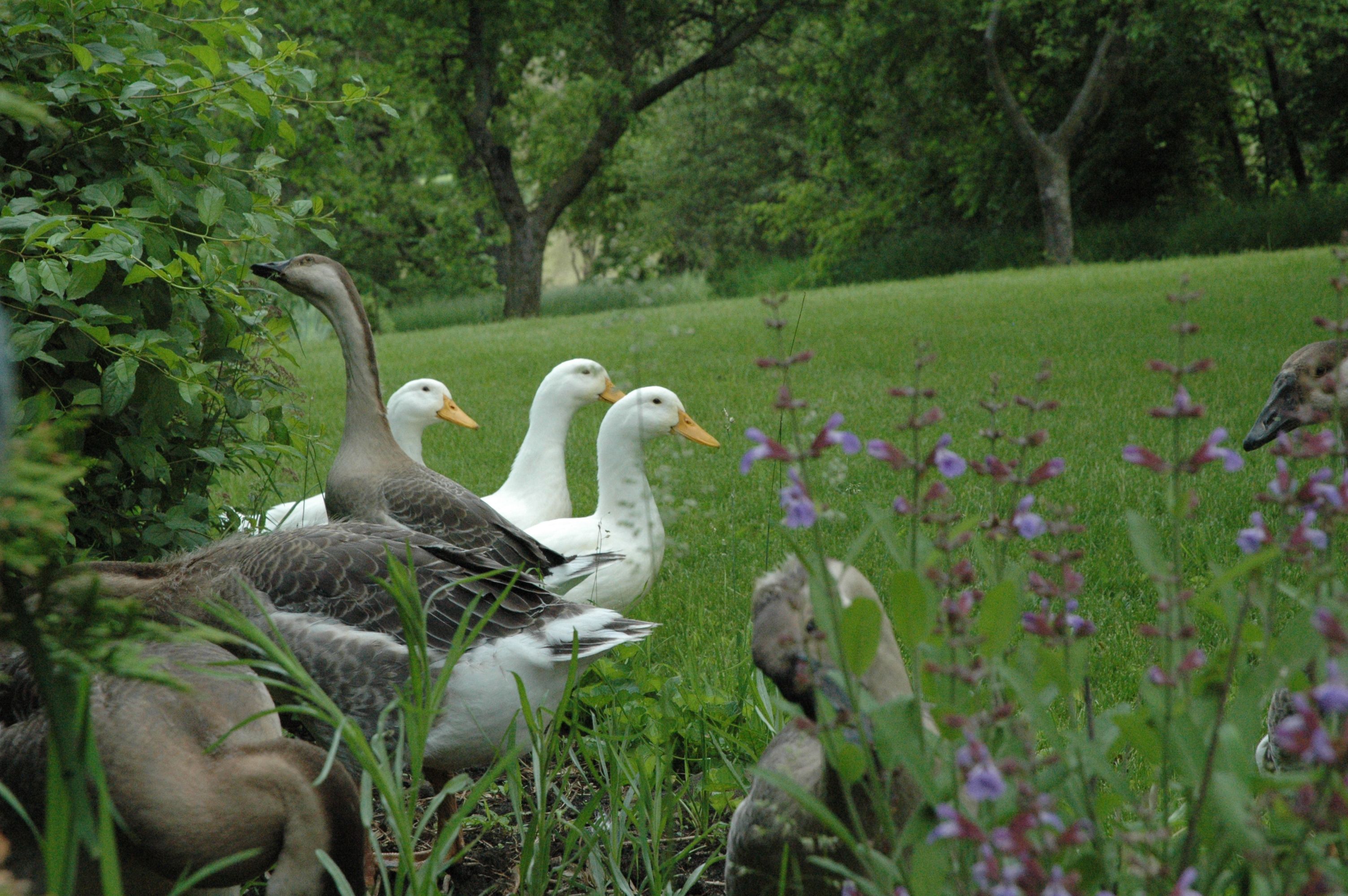 Ducks and juvenile geese raiding the flower beds. Photo courtesy of ...