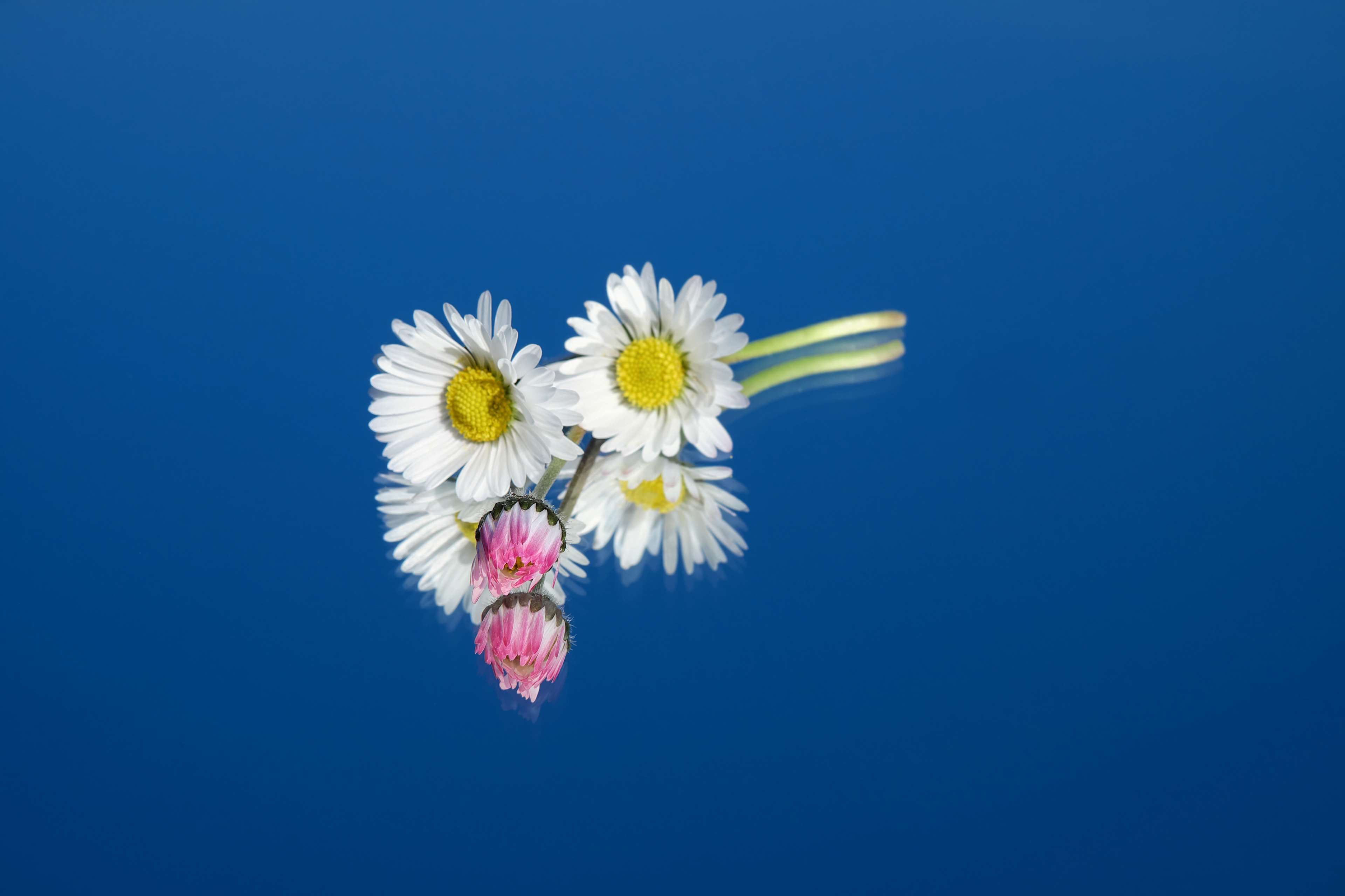 composites #cure #daisy #flower #flowers #fodder plant #food plant ...