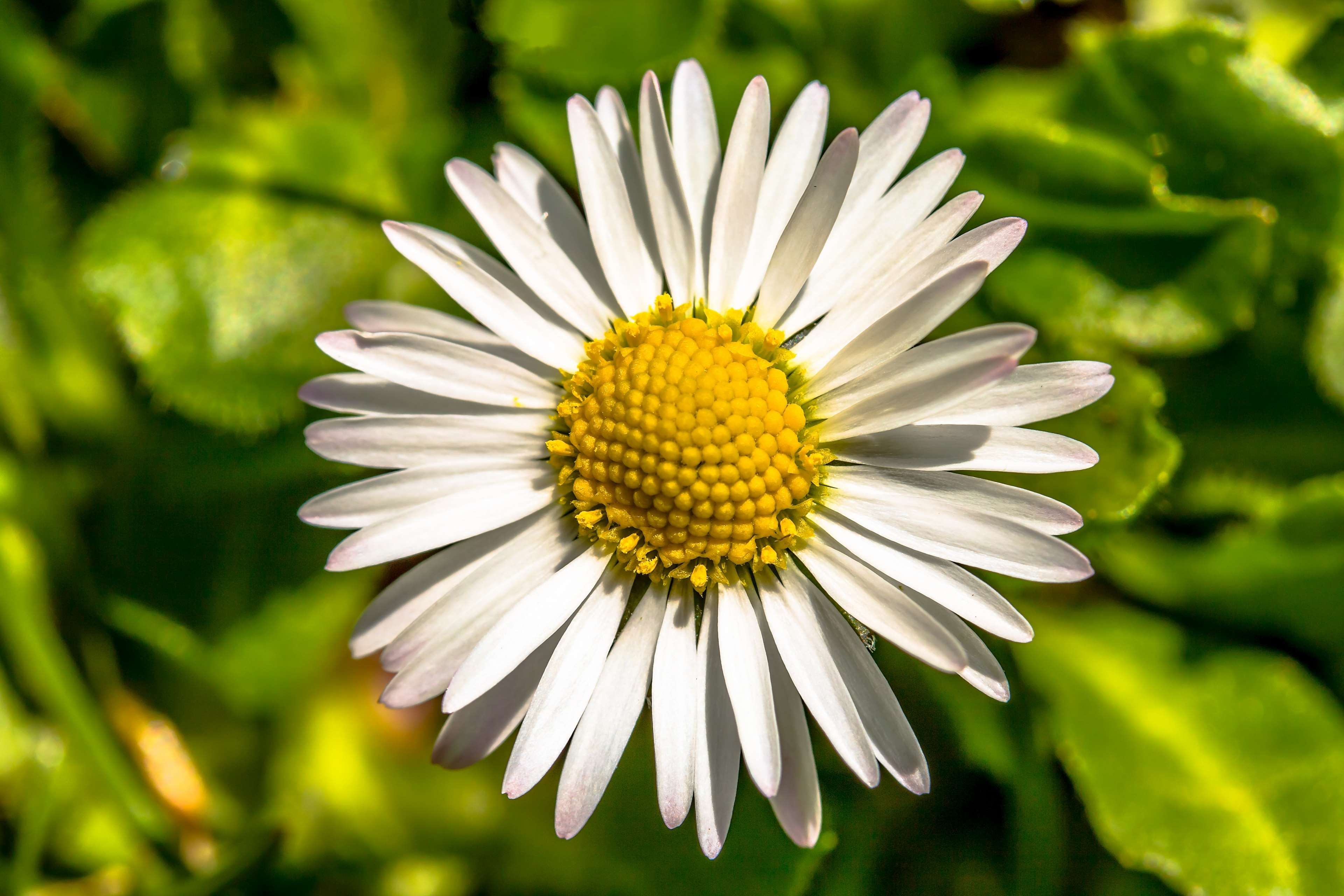 asteraceae #bellis philosophy #composites #daisy #flora #flowering ...