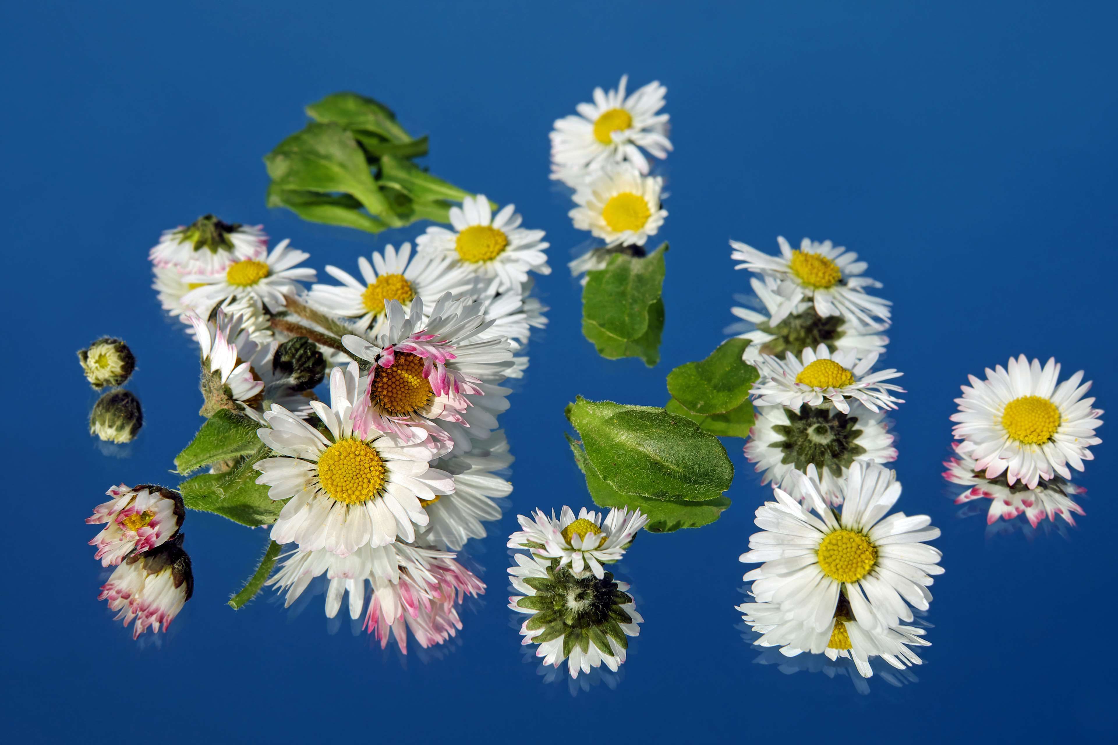 bloom #blossom #composites #cure #daisy #flower #flowers #fodder ...