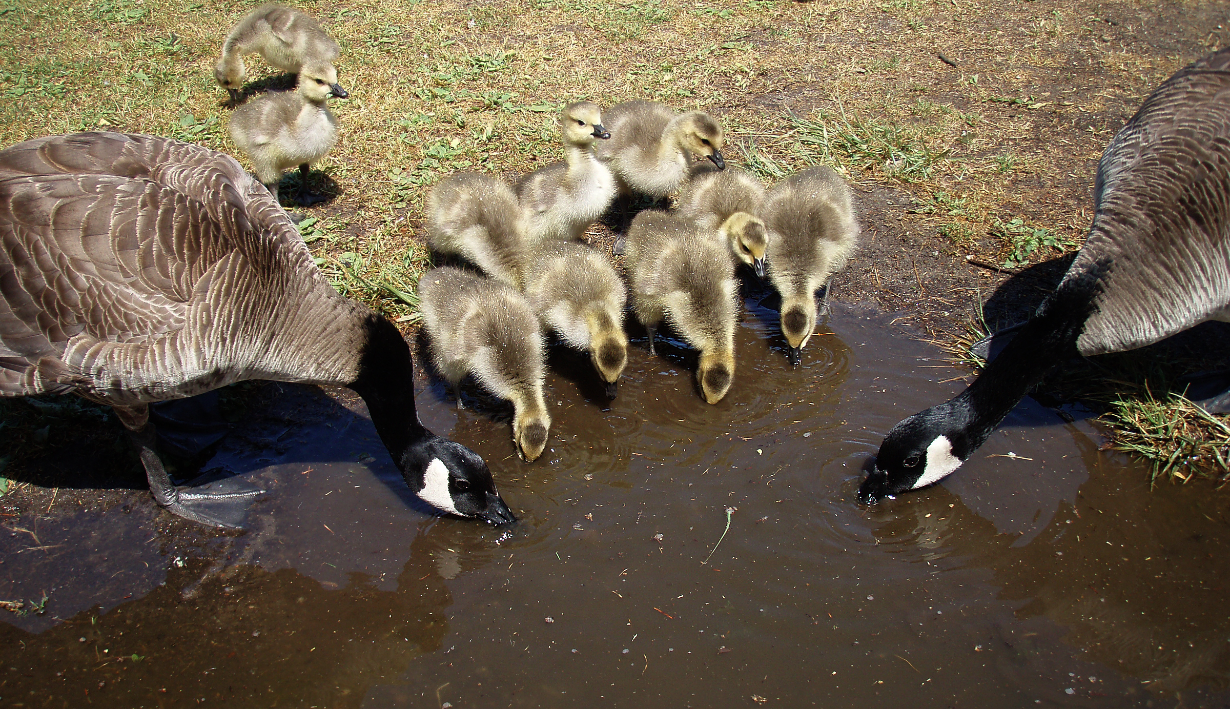 File:Canadian geese and goslings in GGP.jpg - Wikimedia Commons