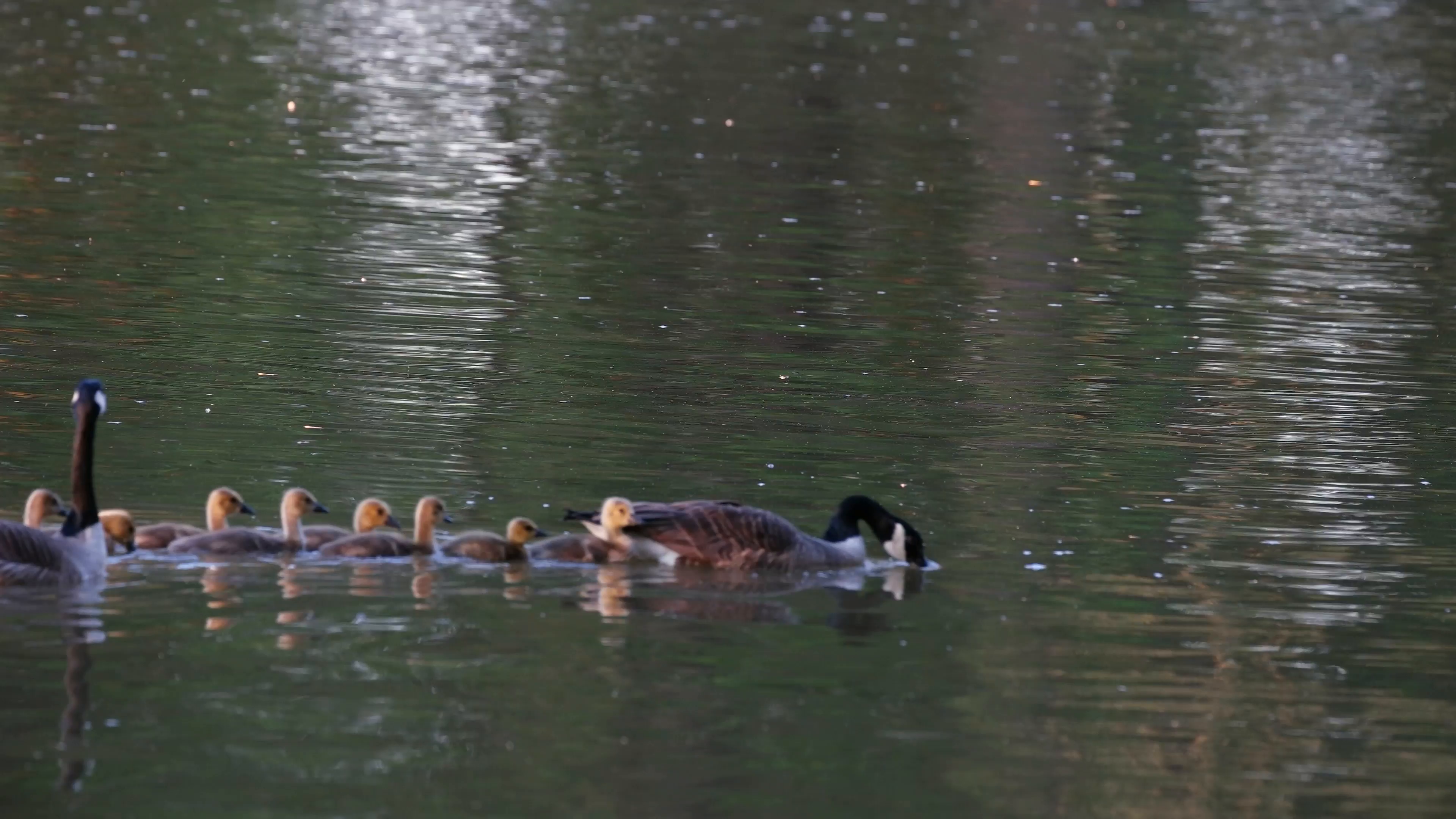 Two geese swimming with group of goslings Stock Video Footage ...