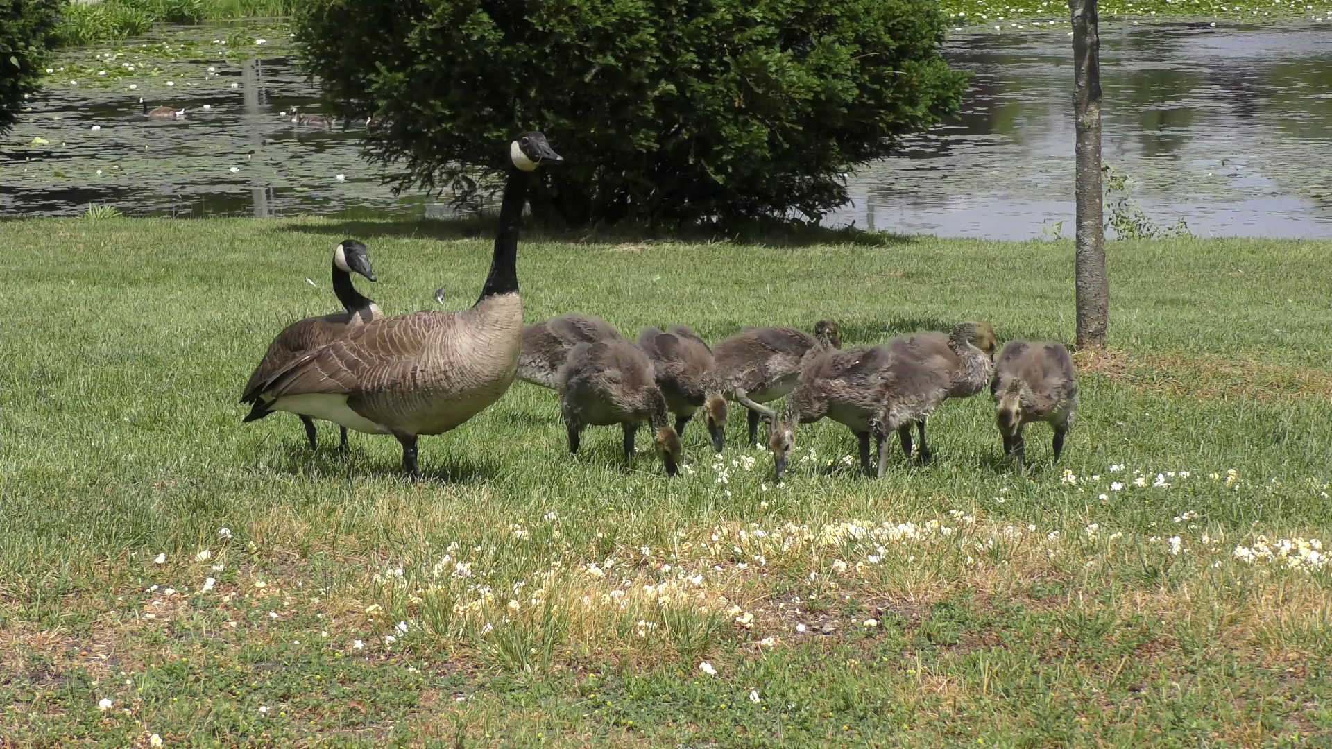 Canada Geese with goslings Stock Video Footage - VideoBlocks