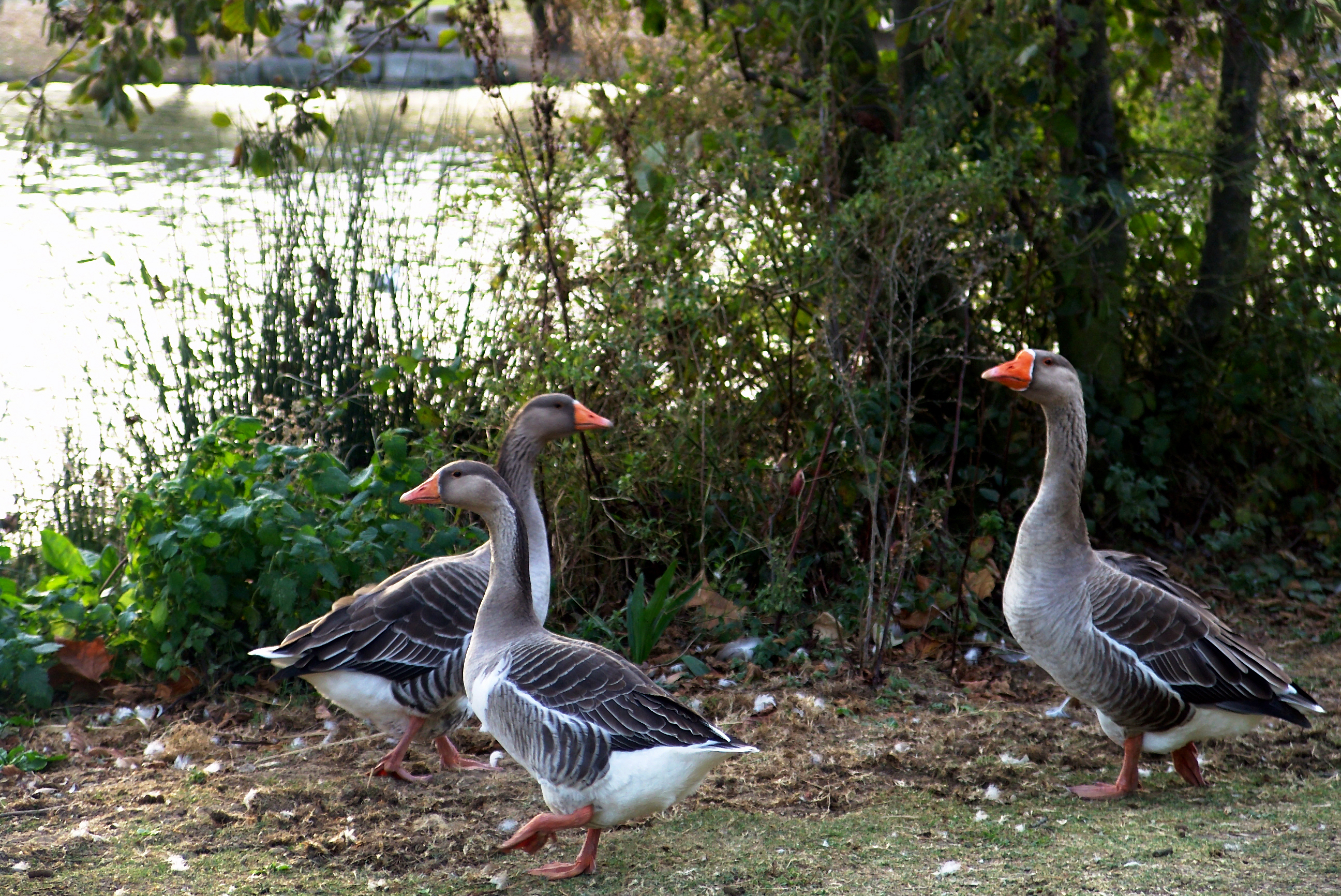 Geeses near a lake photo
