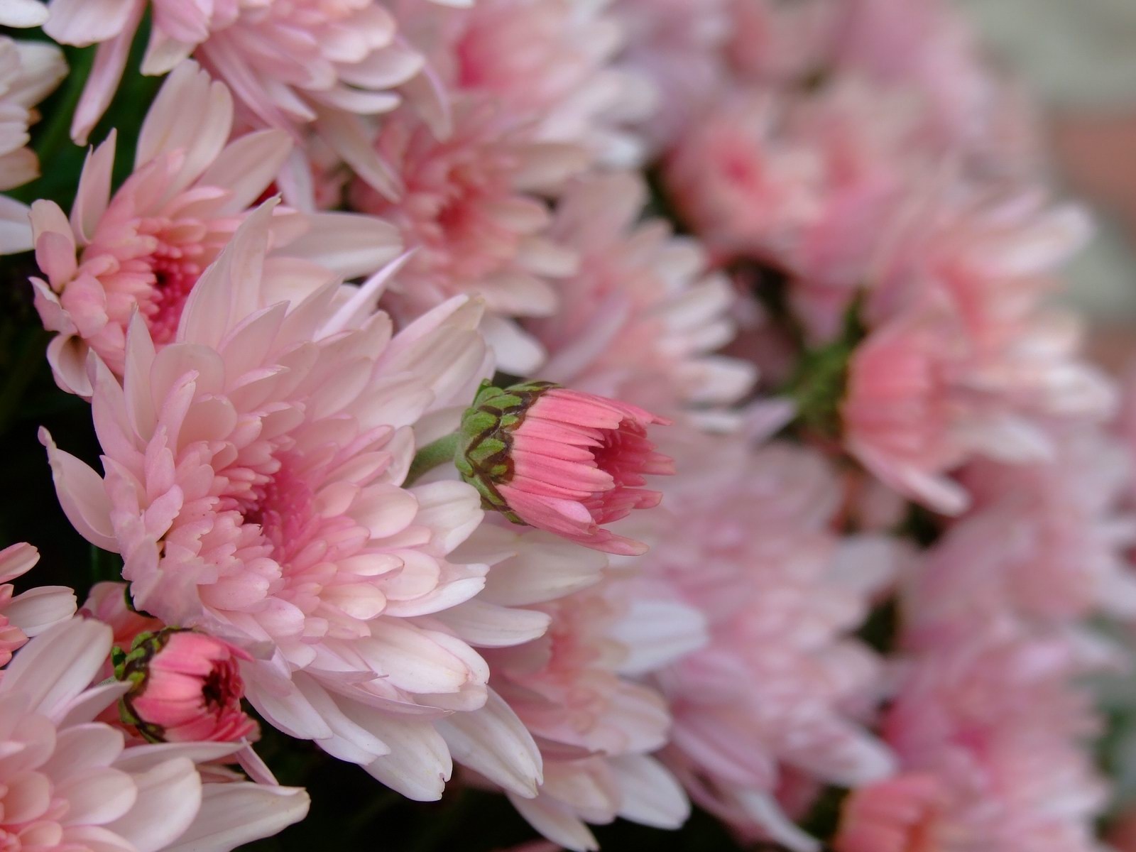 Flowers: Gentle Pink Autumn Fowers Nature Bokeh Lovely Soft ...