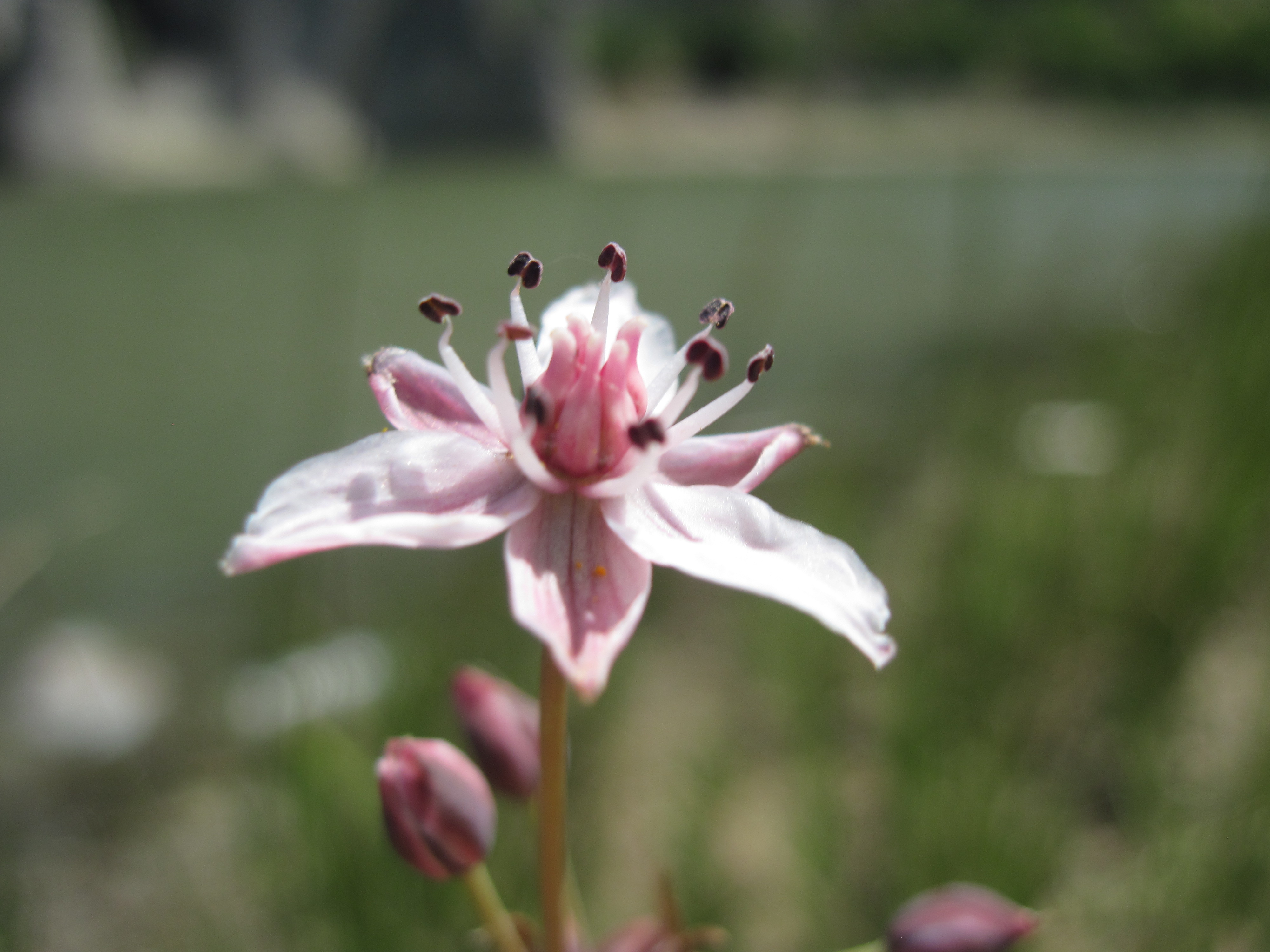 Gentle pink macro flower photo