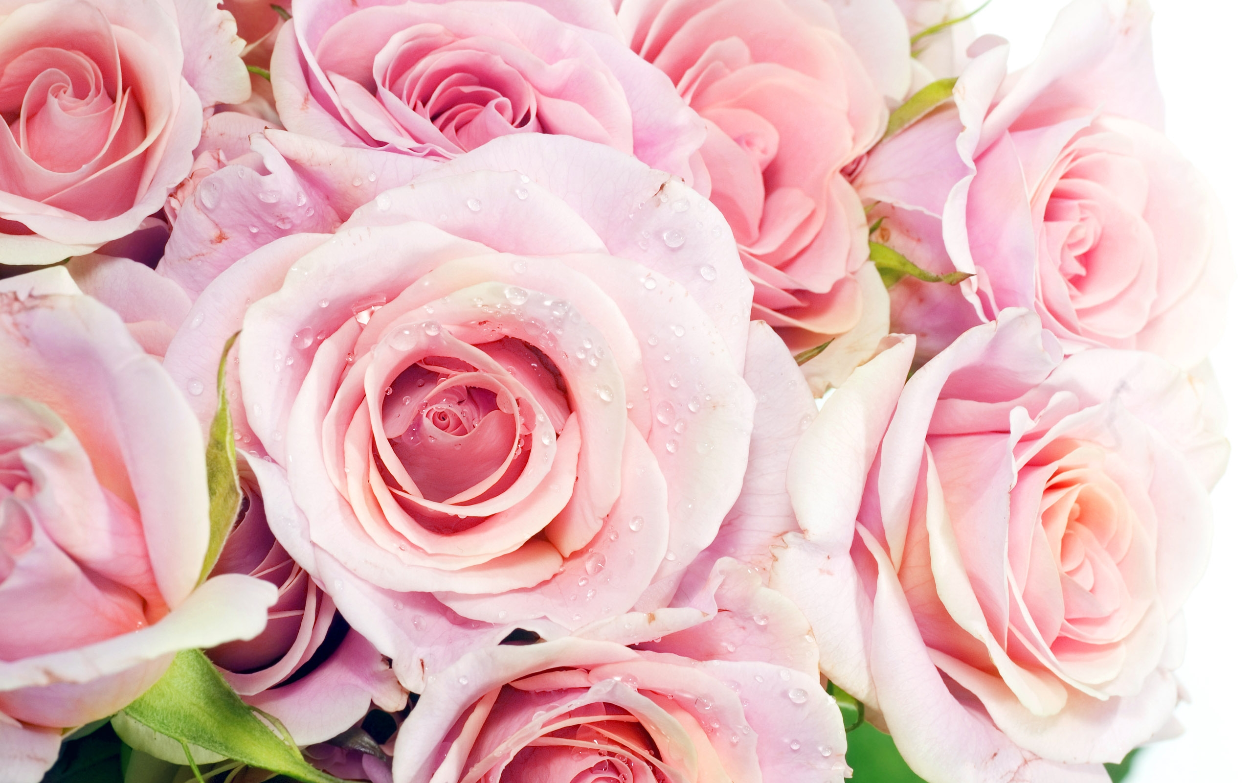 Bouquet of gentle pink roses HD Desktop Wallpaper | HD Desktop Wallpaper