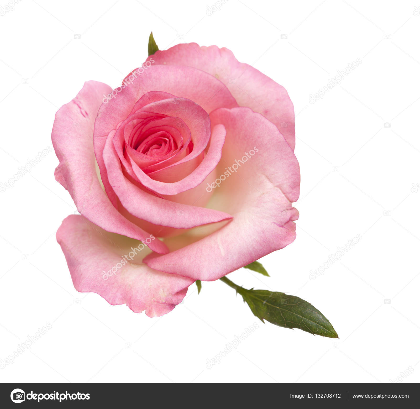 gentle pink rose isolated — Stock Photo © Tamara_k #132708712