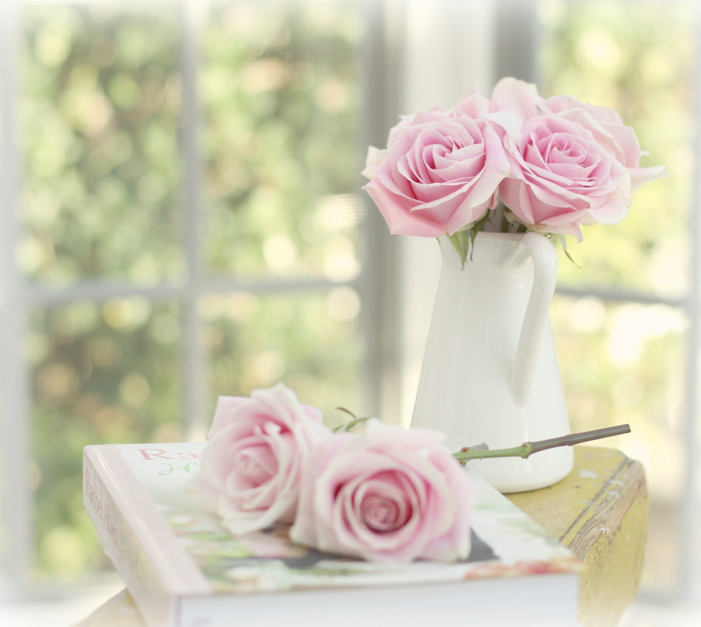 Flower: Still Life Photography Harmony Pink Roses Flower Elegantly ...