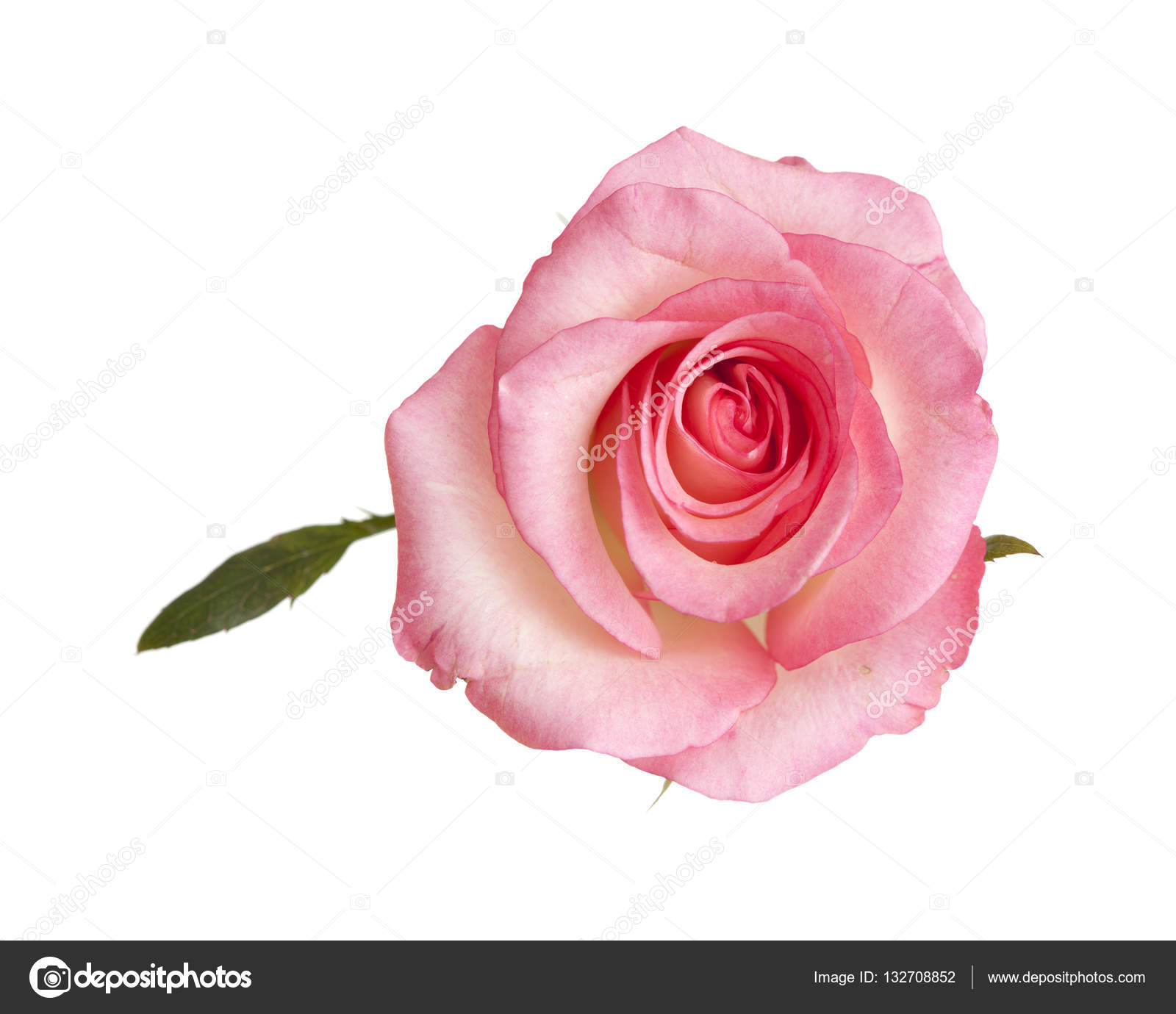 gentle pink rose isolated — Stock Photo © Tamara_k #132708852
