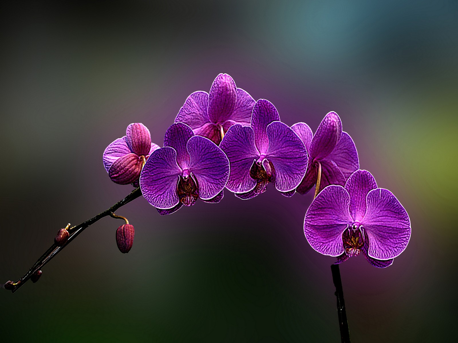 Flowers: Violet Cute Purple Cool Blue Orchids Pretty Gentle Lovely ...