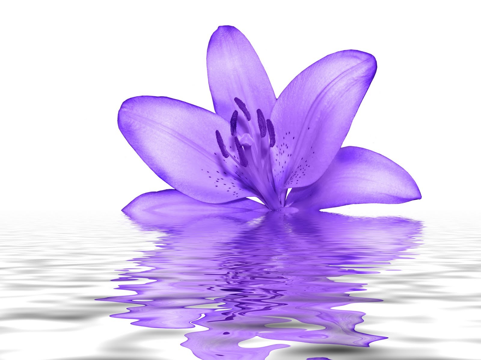 Flowers: Purple Popular Beauty Flowers Reflection Color Gentle Water ...