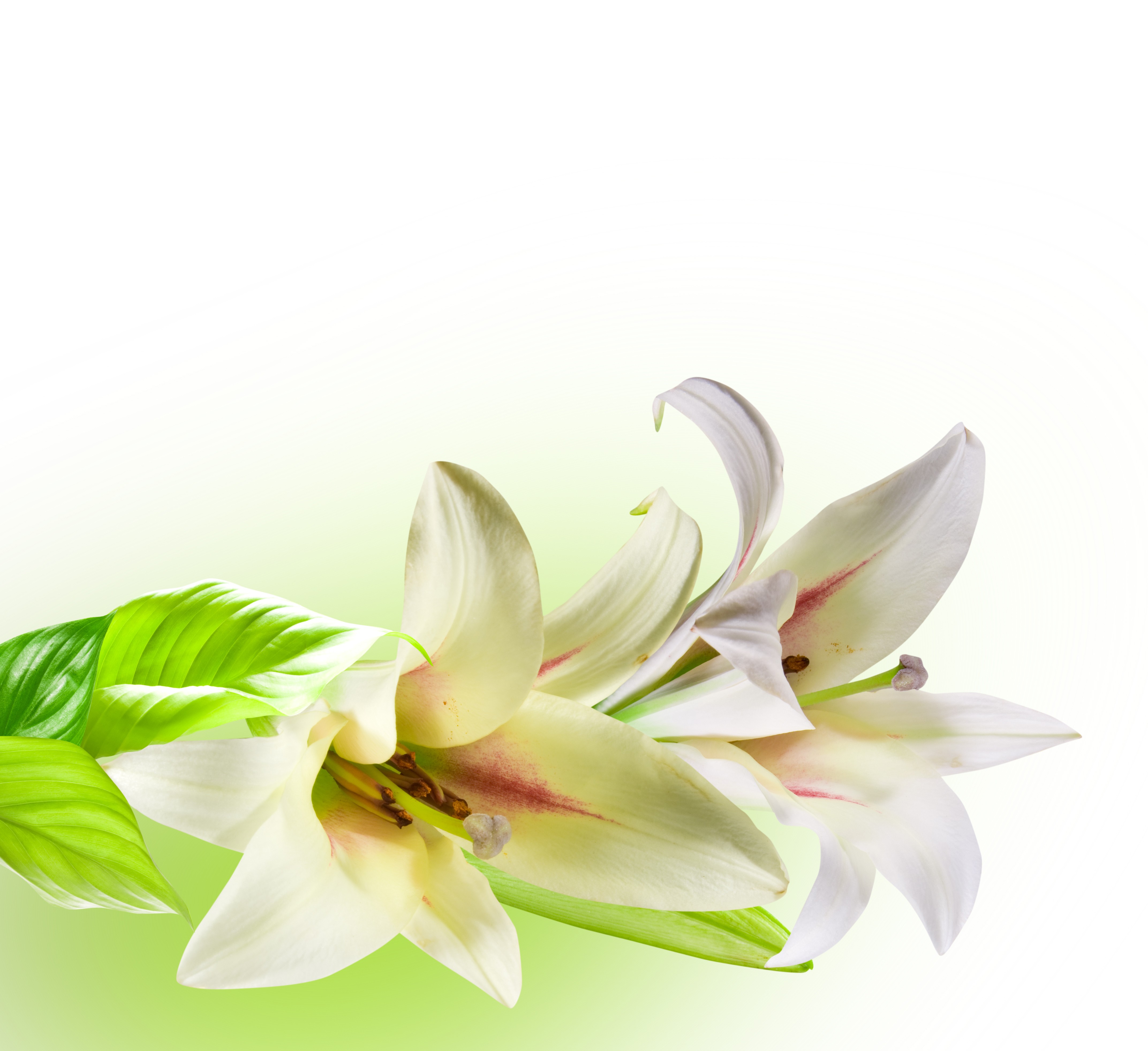 Gentle white flower photo