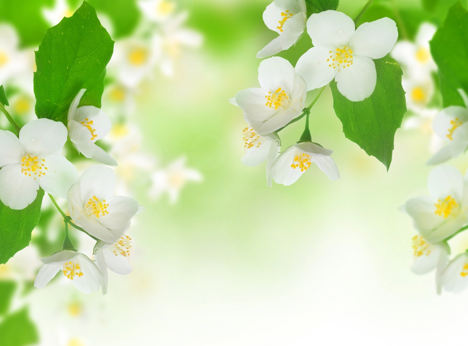 jasmine tender spirit flowers white branch leaves spring freshness ...