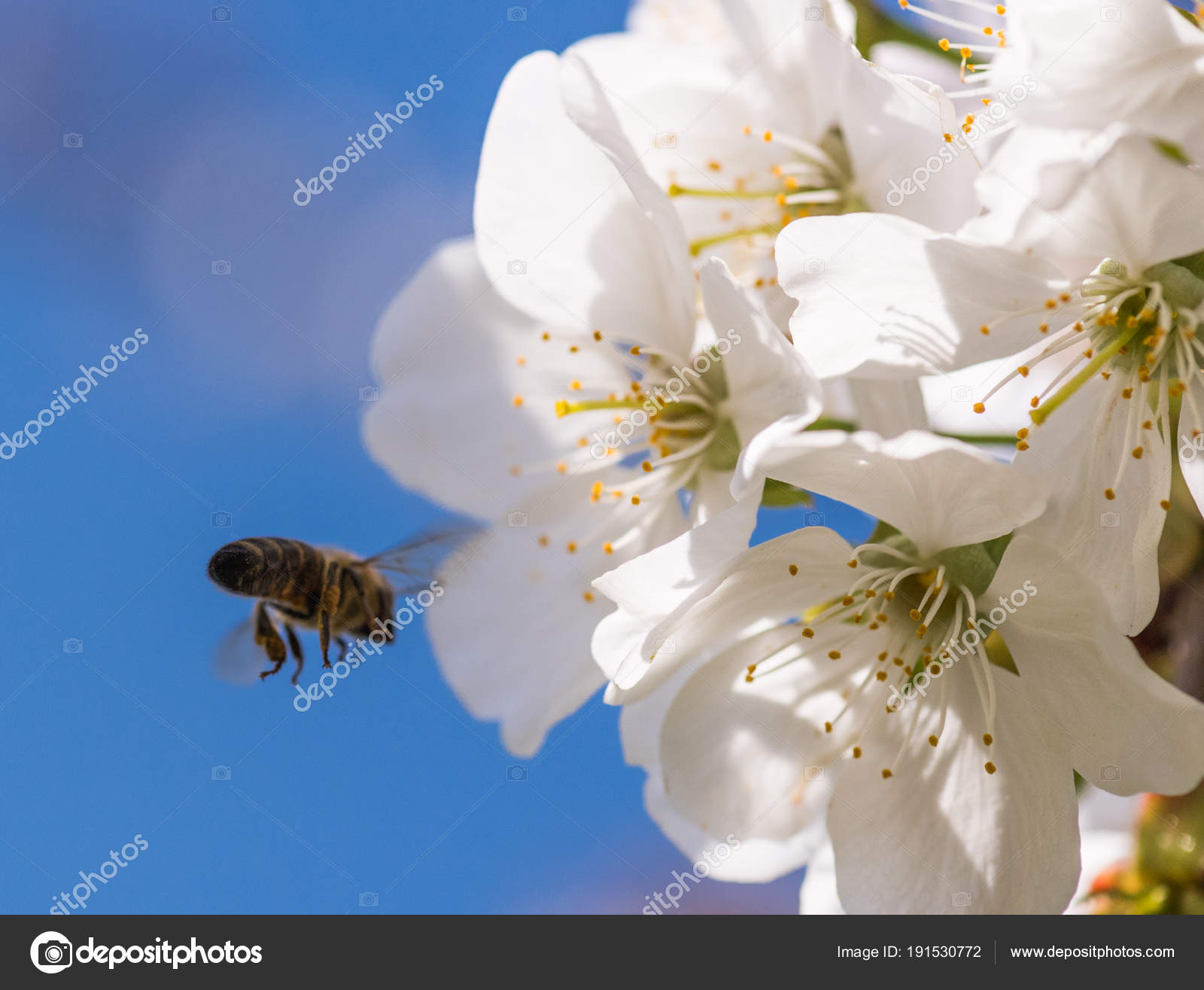 Bee on a gentle white flowers of cherry tree - prunus cerasus ...