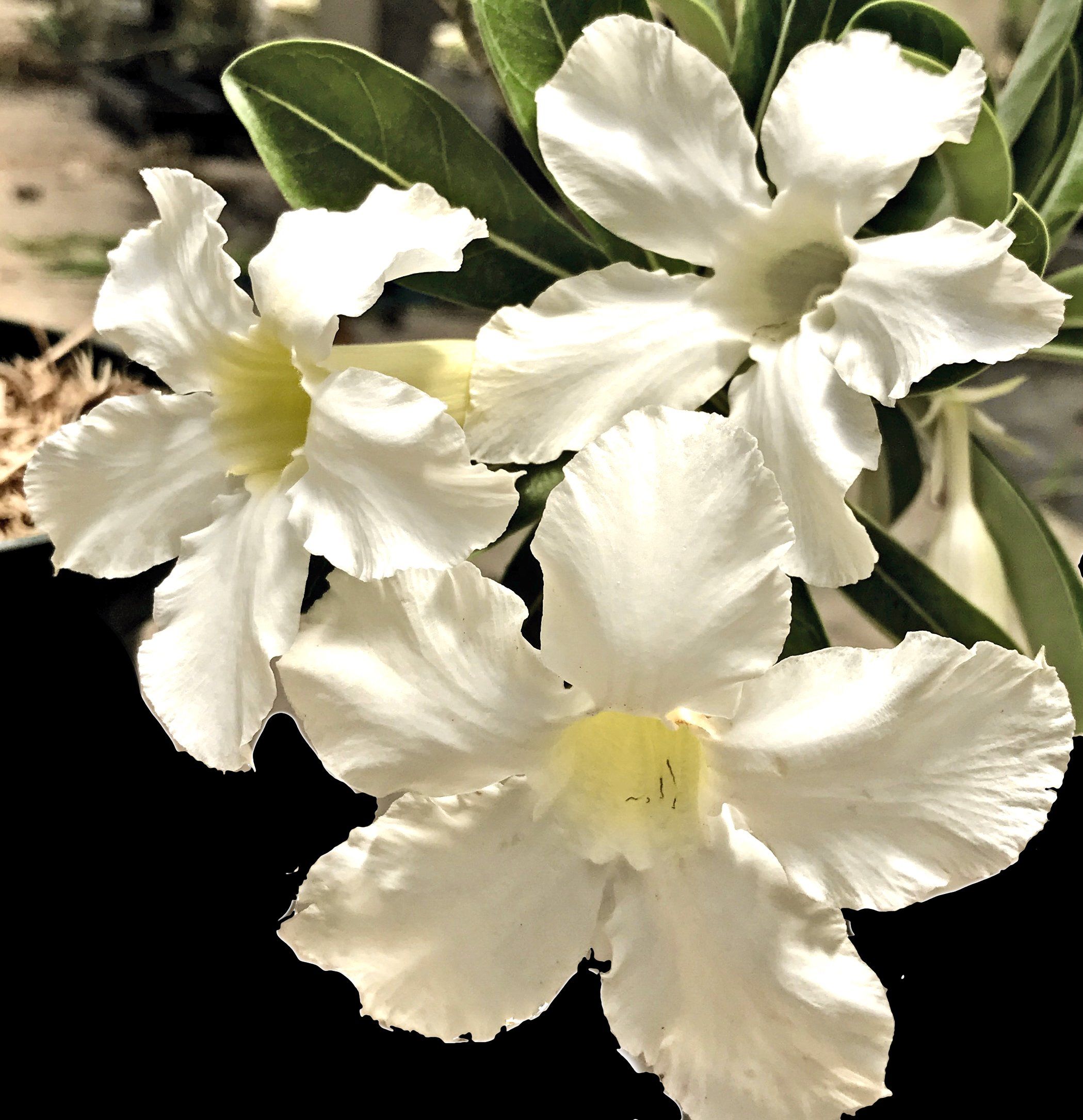 Adenium obesum White Flower | Flower, Small trees and Shrub