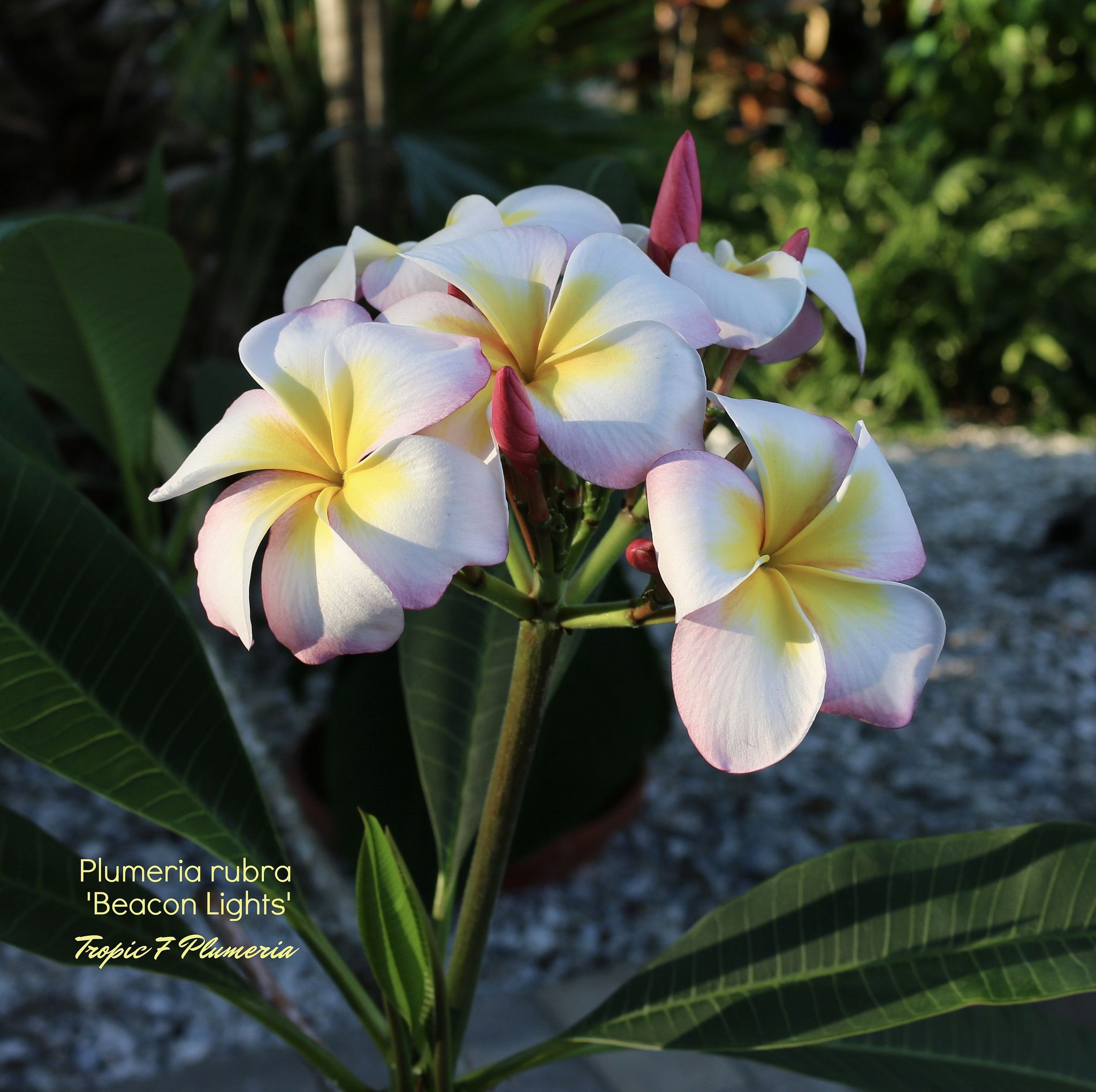 Plumeria rubra 'Beacon Lights' | Flowers and Gardens
