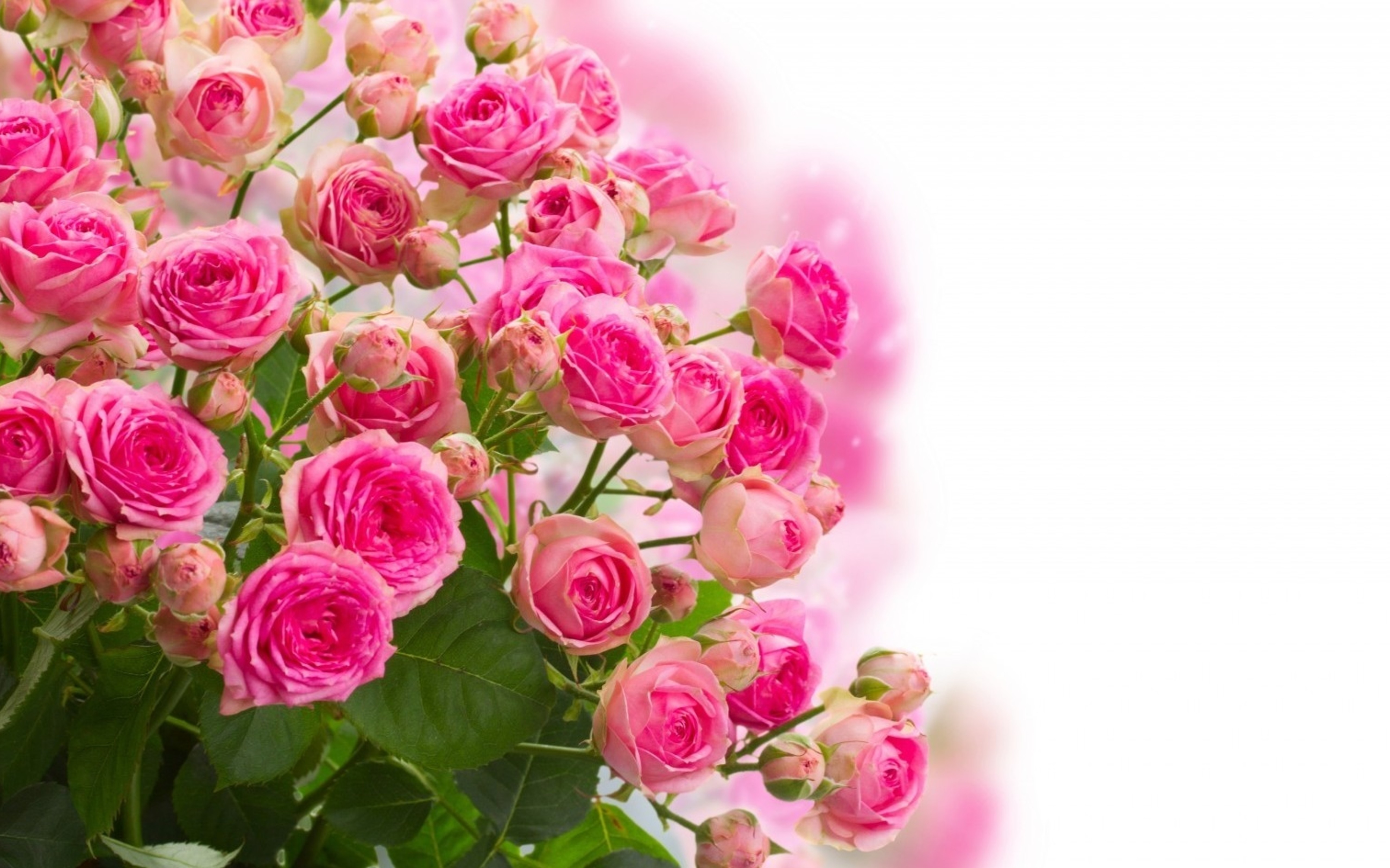 Gorgeous pink roses bouquet - Beautiful flowers