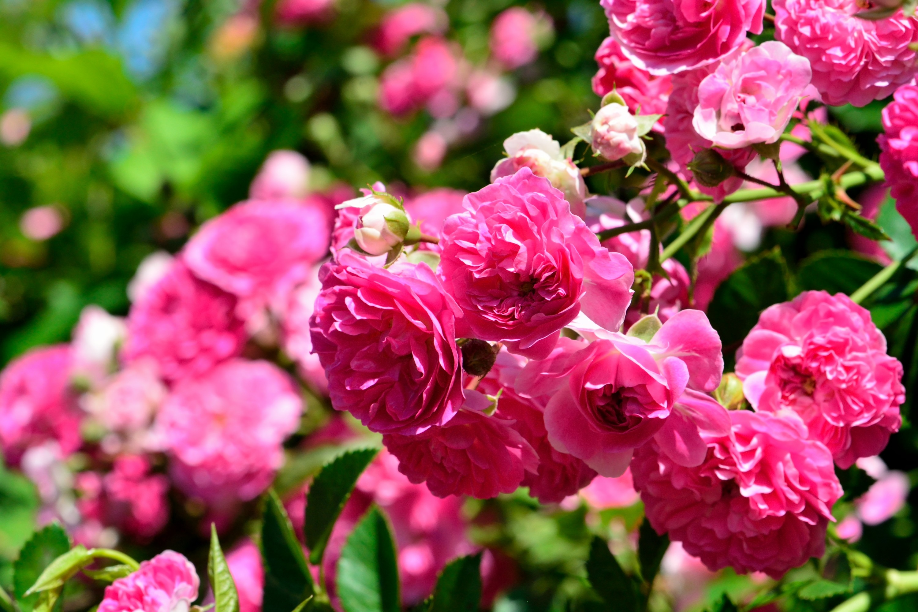 Flowers: Scenery Pink Floral Pretty Roses Gorgeous Flowers Red ...