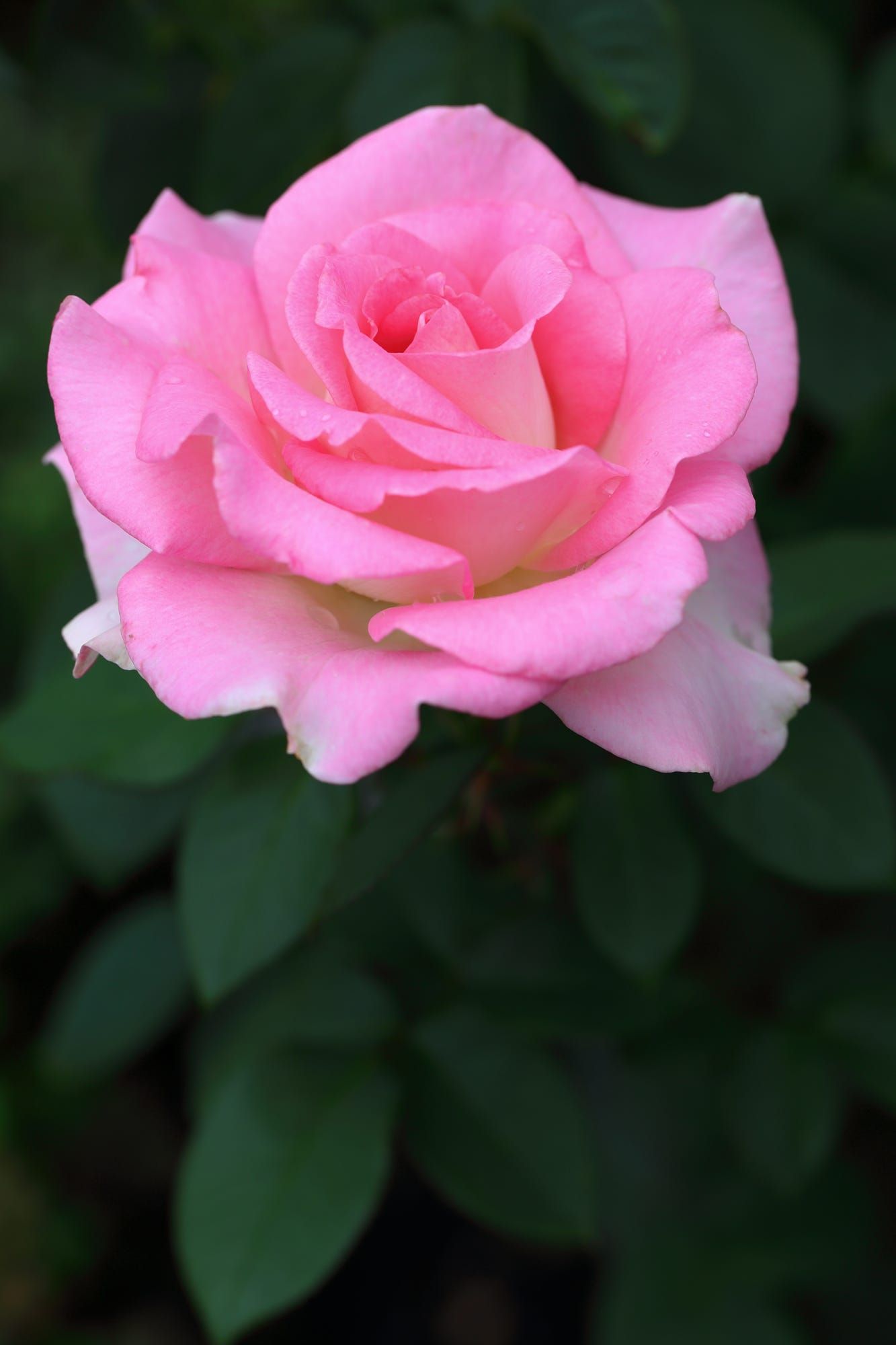 Fond a gorgeous pink rose in a garden. | Garden Pests | Pinterest ...