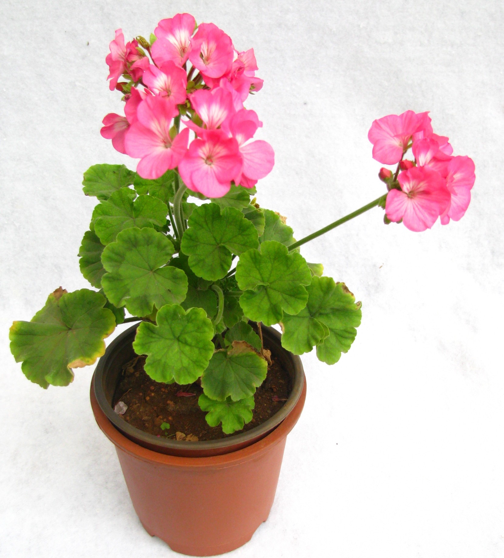 Geranium (Dark Pink) | Buy Geranium Flower Plant Online in India ...