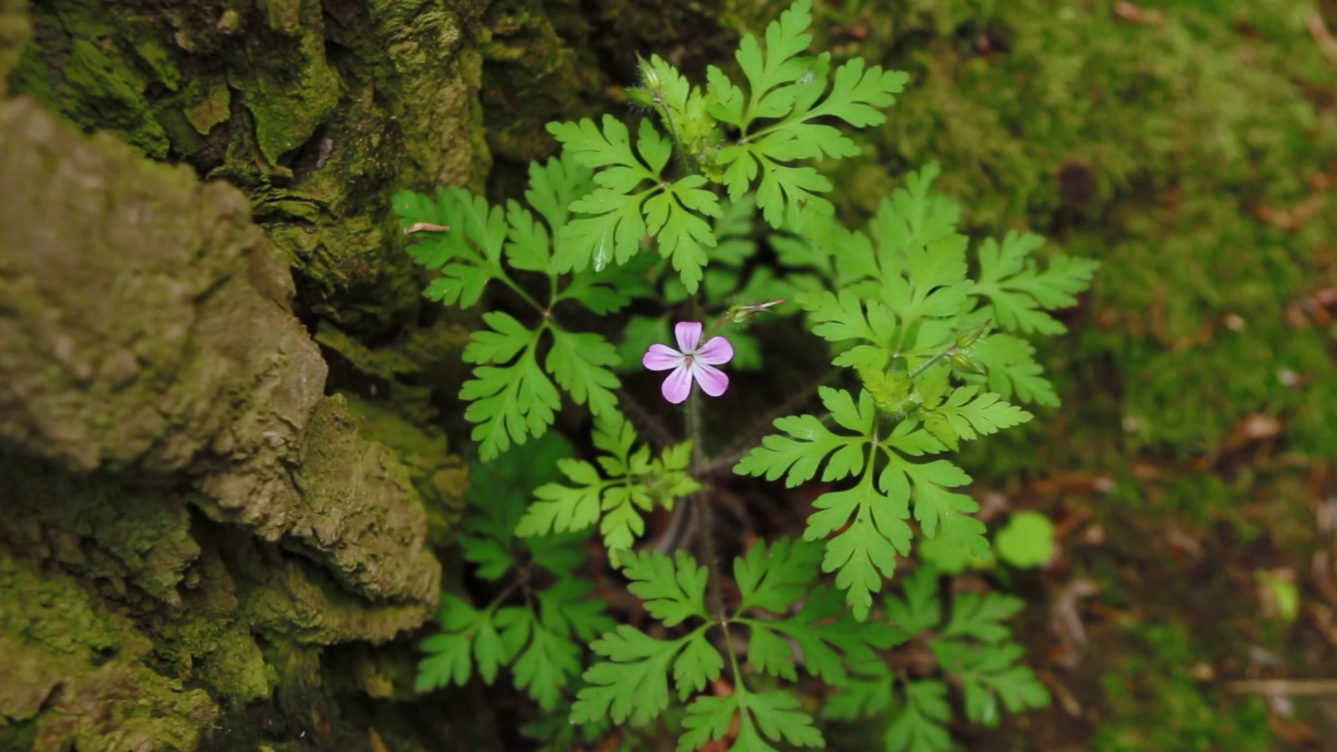 One small purple flower in the wild forest. Herb Robert flower ...