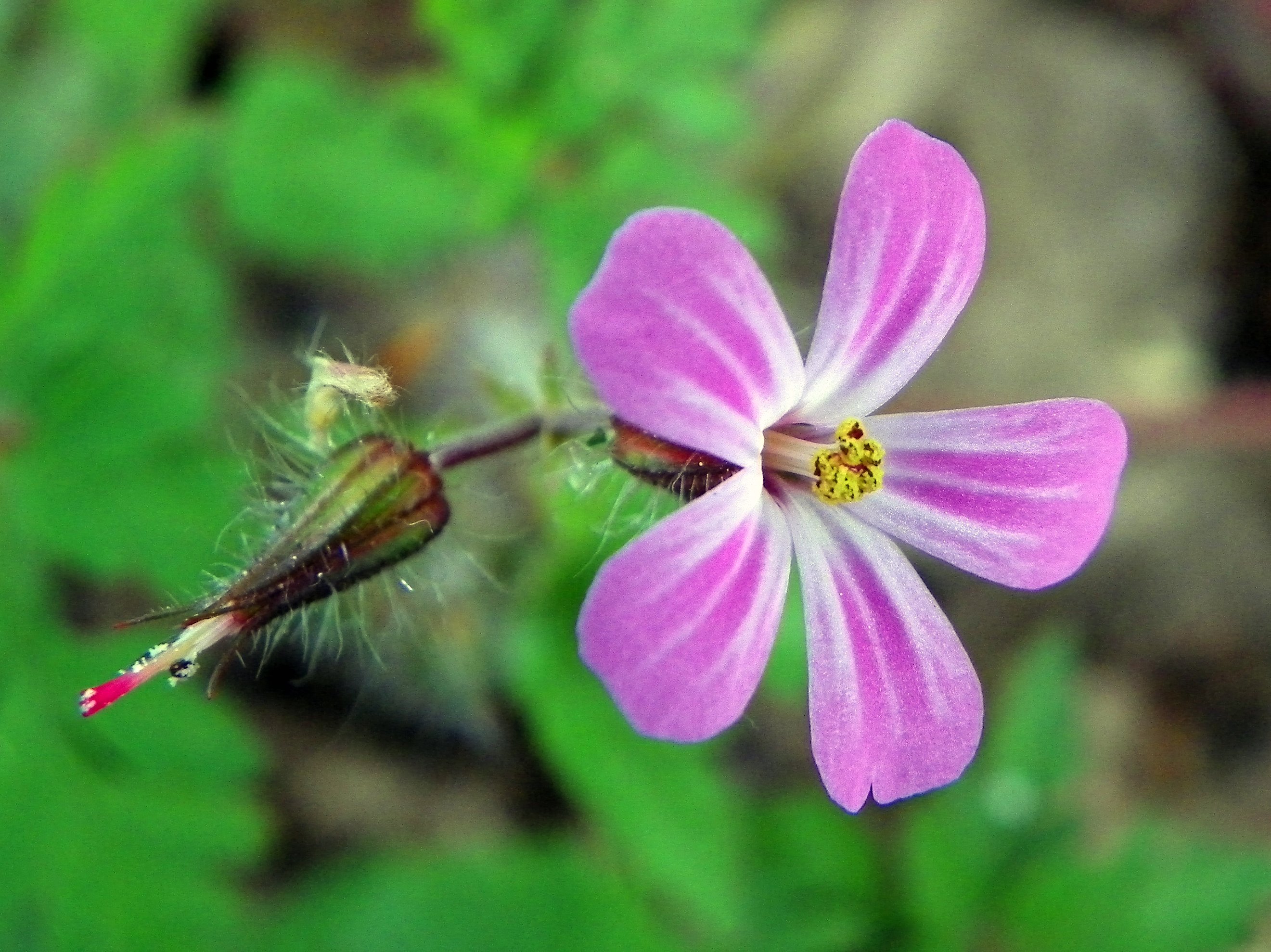 File:Herb-Robert (Geranium robertianum).jpg - Wikimedia Commons