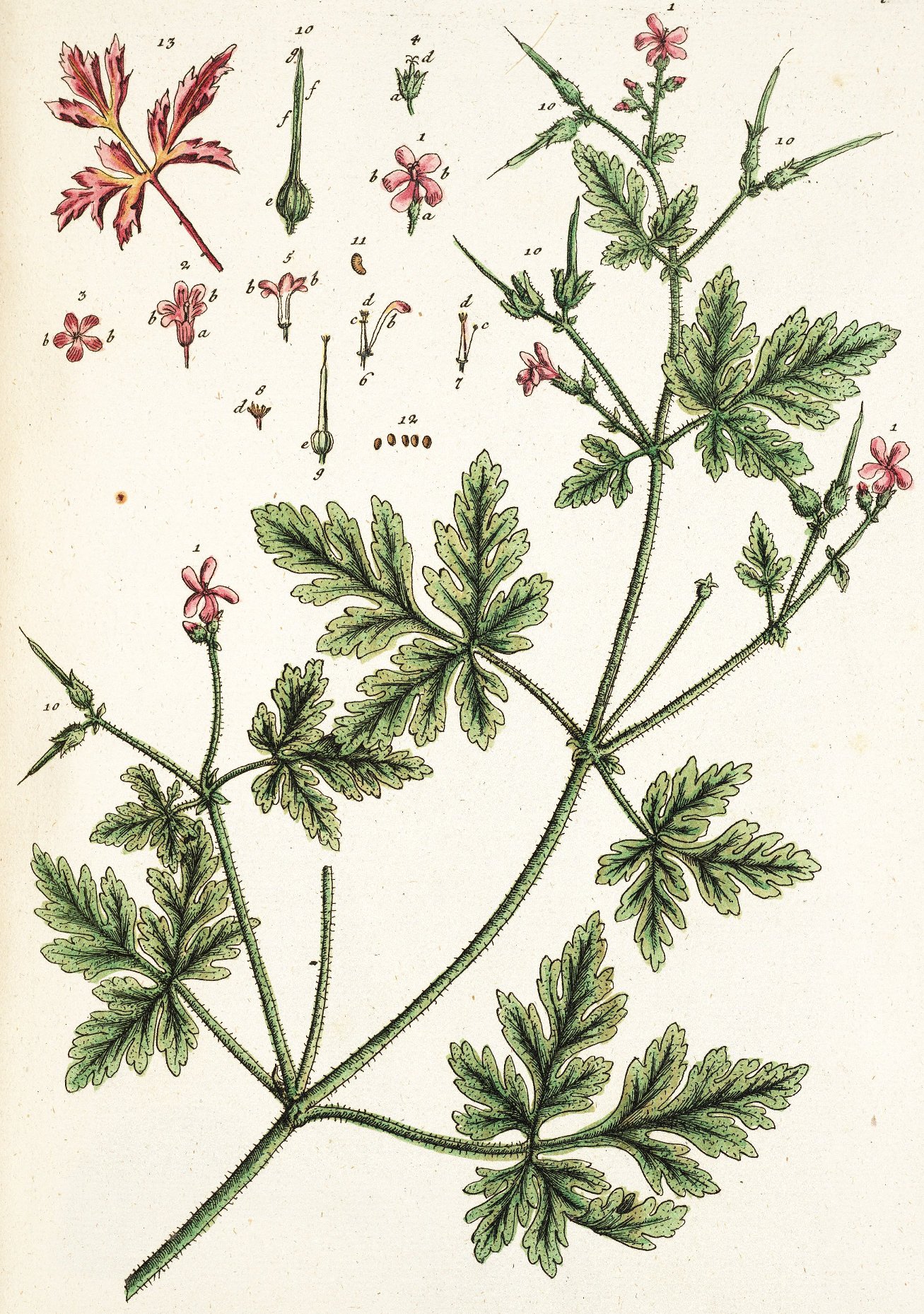 Oxford University Plants 400: Geranium robertianum - BRAHMS Online