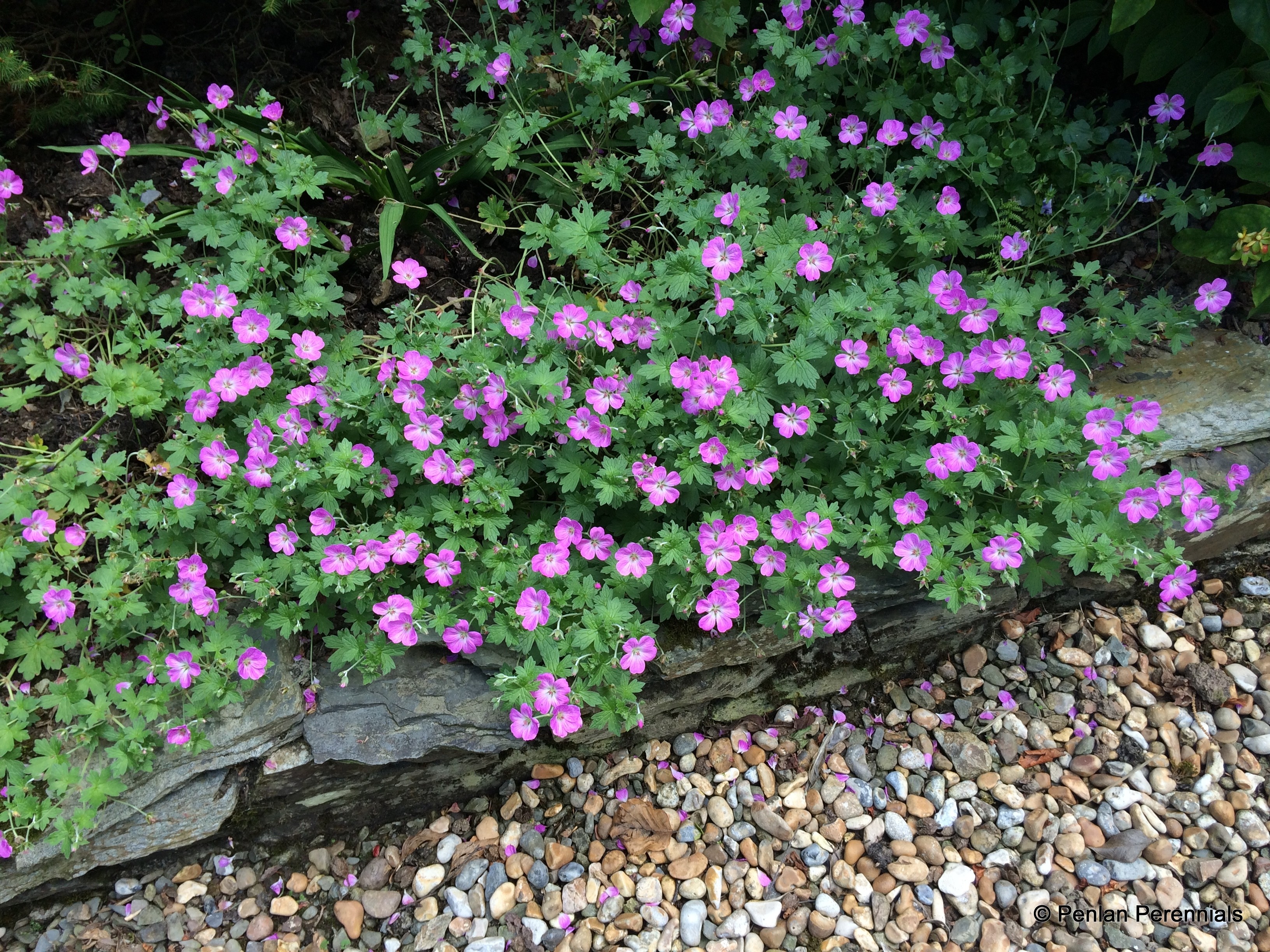 Geranium 'Mavis Simpson' – Penlan Perennials Nursery