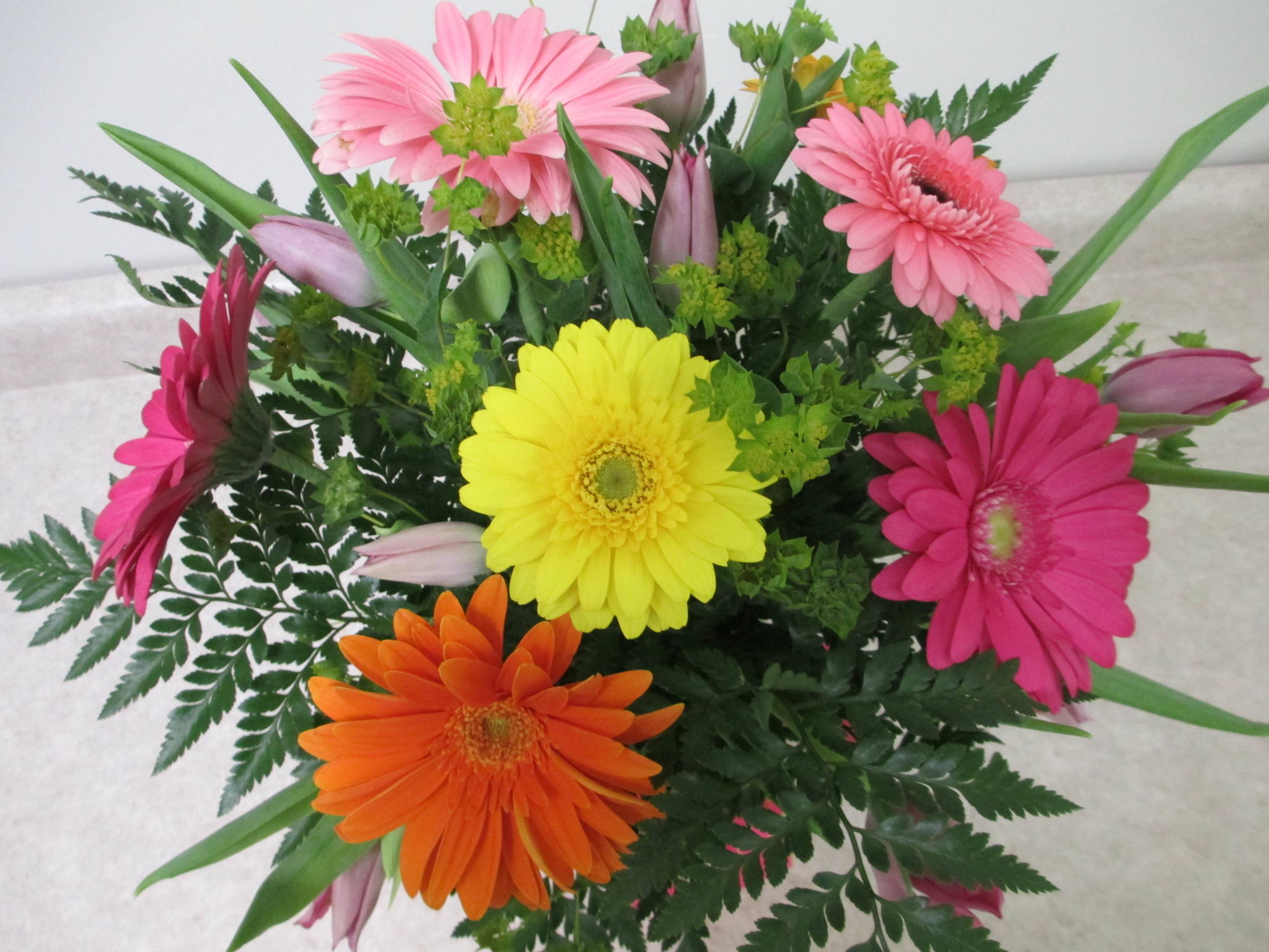 Colorful Gerbera Daisies and Tulips - Forget-Me-Not