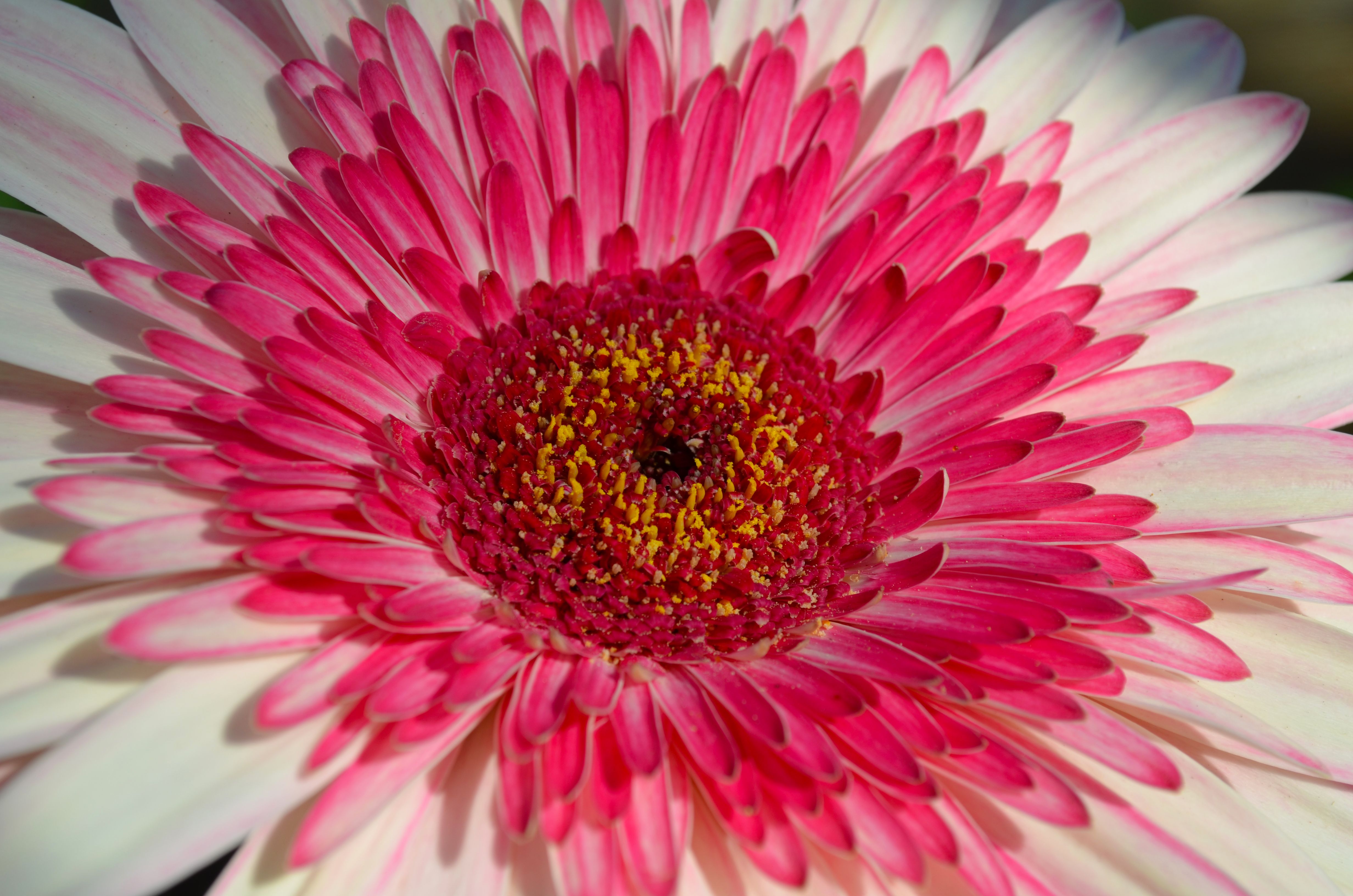 Pink and white Gerbera Daisy. | Outside ideas | Pinterest | Gerbera ...
