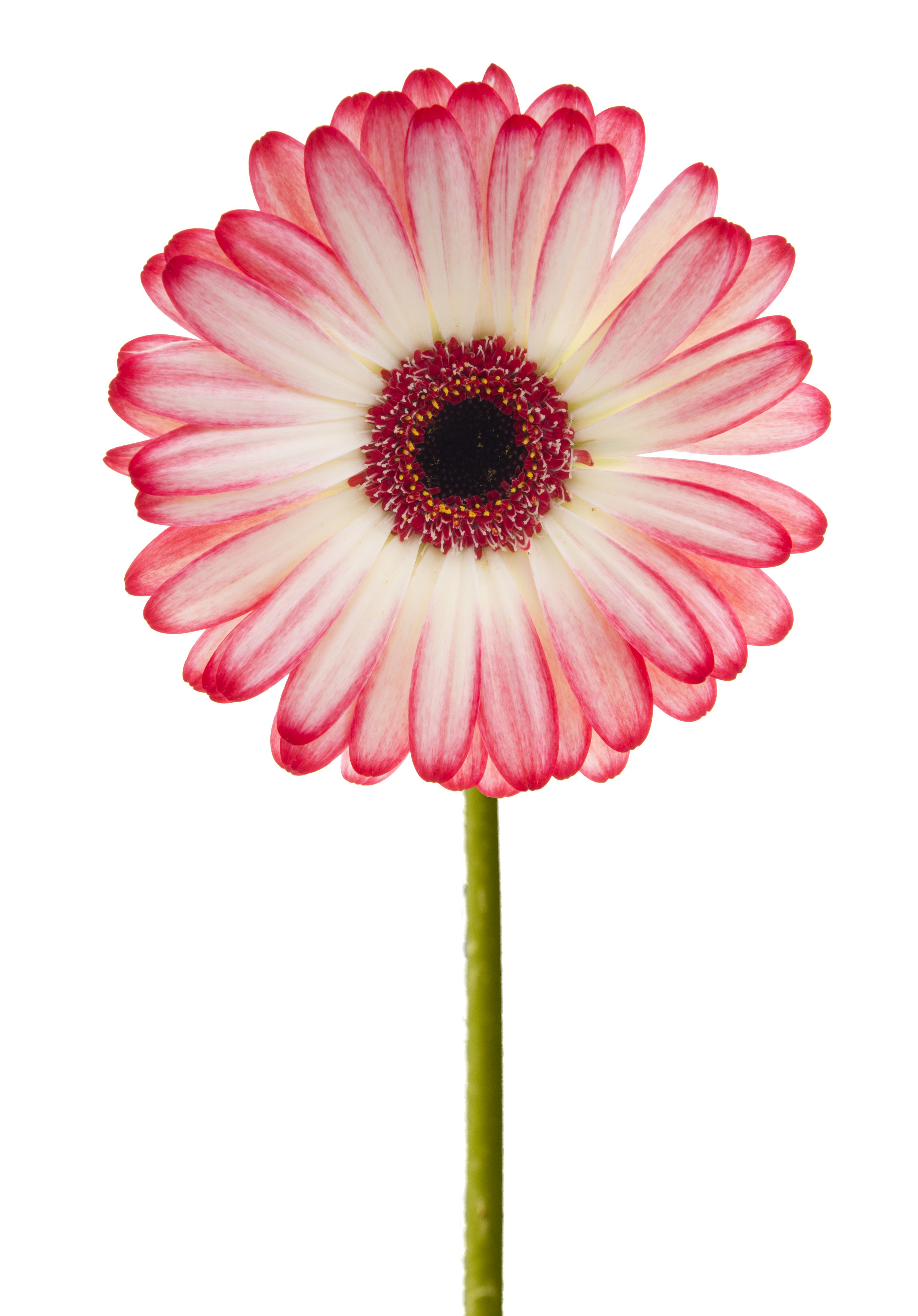 pink gerbera - Cerca con Google | tats | Pinterest | Tattoo, Flowers ...