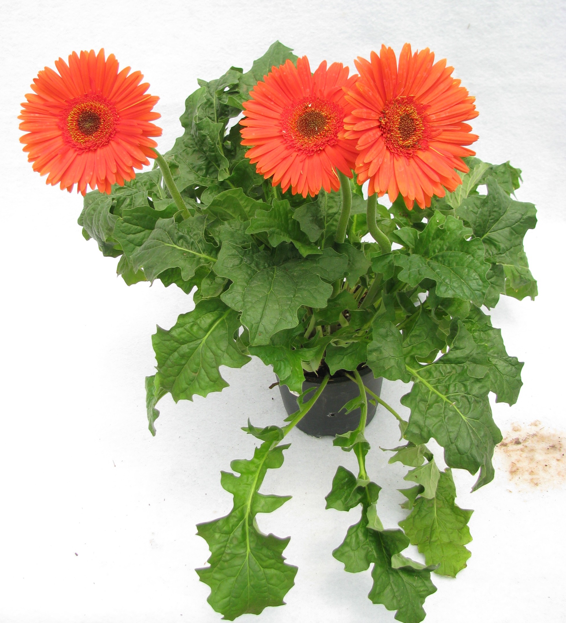 Buy Gerbera Orange Color Flowering Plant Online at best Prices in ...