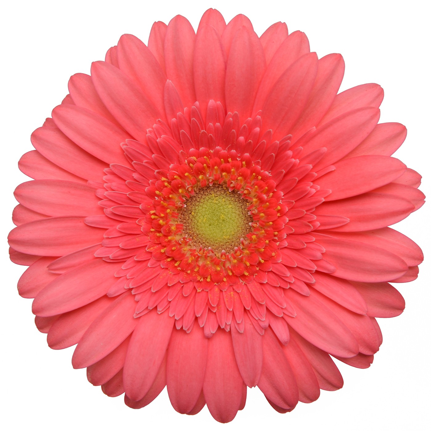 Gerbera Mini – Catch Me – Pick-up Flower Catalog
