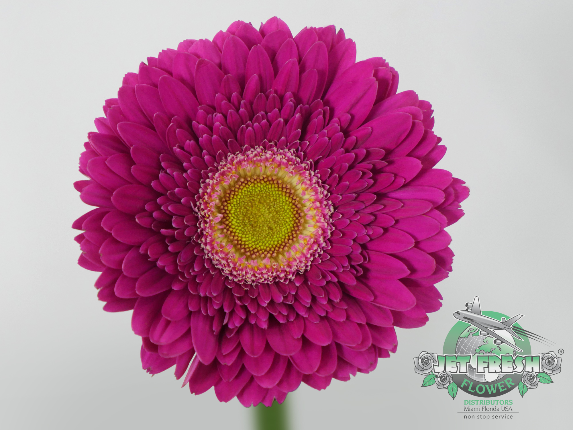 Gerbera Daisy Marisa – Jet Fresh Flower Gallery