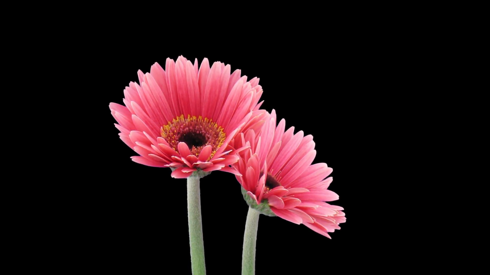 Time-lapse of growing and opening pink gerbera flower 1b3 in RGB + ...