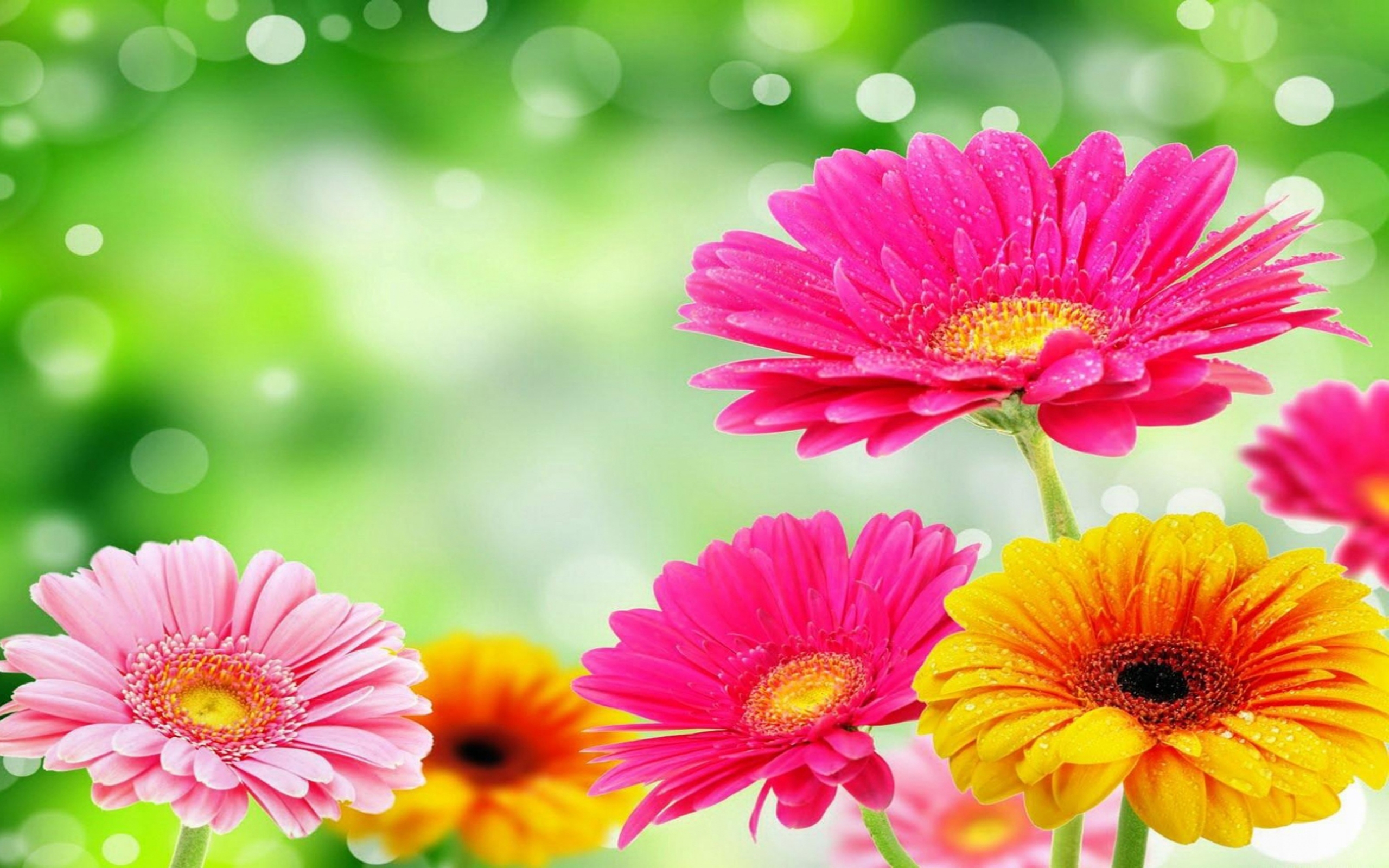 153 Gerbera HD Wallpapers | Background Images - Wallpaper Abyss